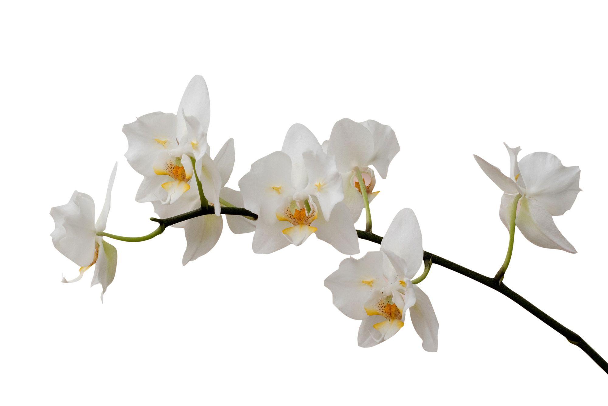 White Orchid Wallpapers Wallpaper Cave