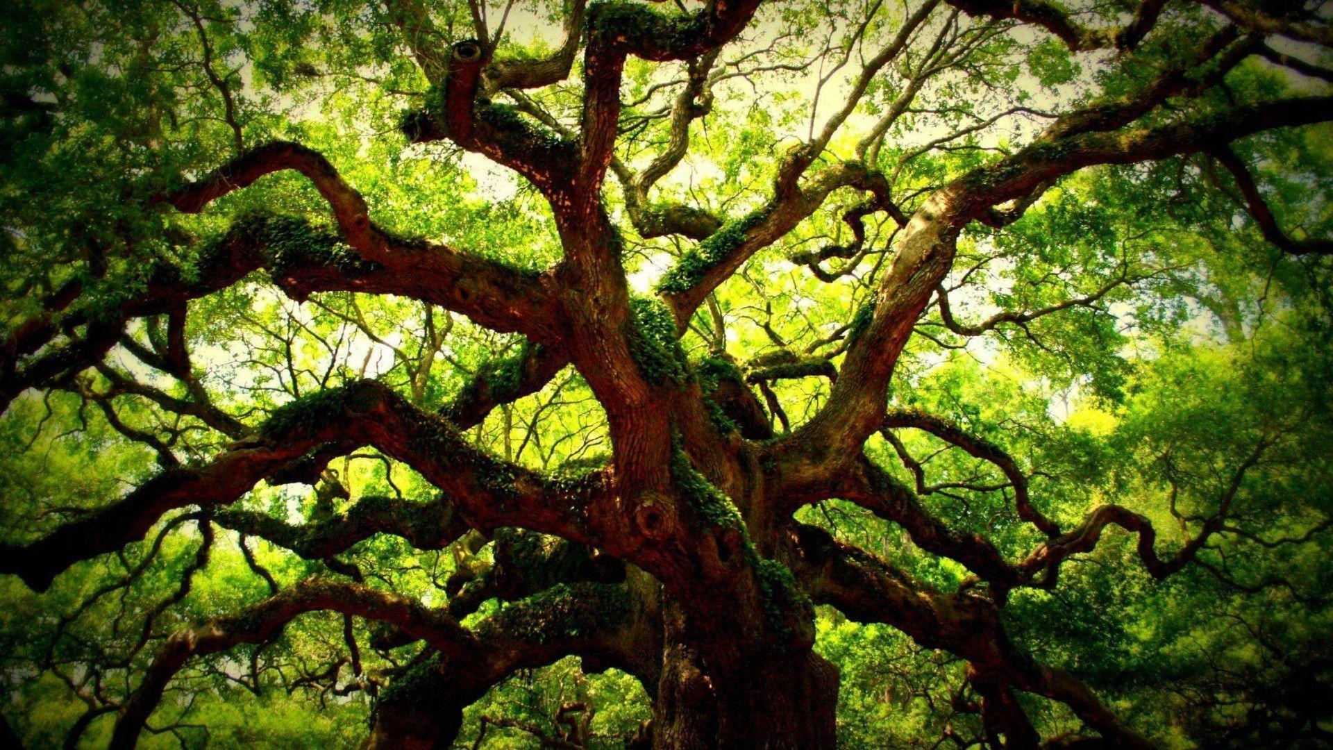 Oak Tree Wallpapers Wallpaper Cave