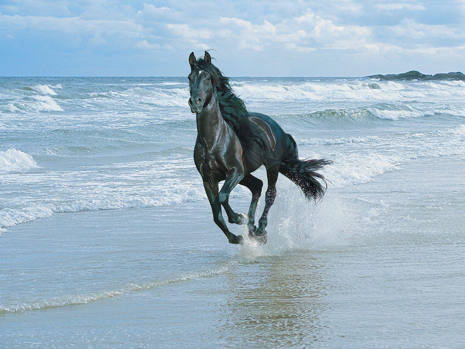 Black Horse Wallpapers Wallpaper Cave