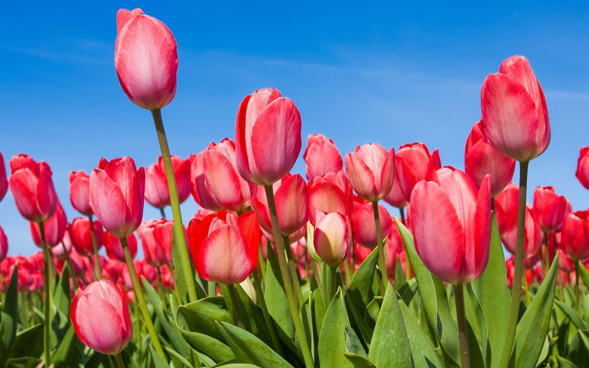 Pink Tulips Wallpapers Wallpaper Cave
