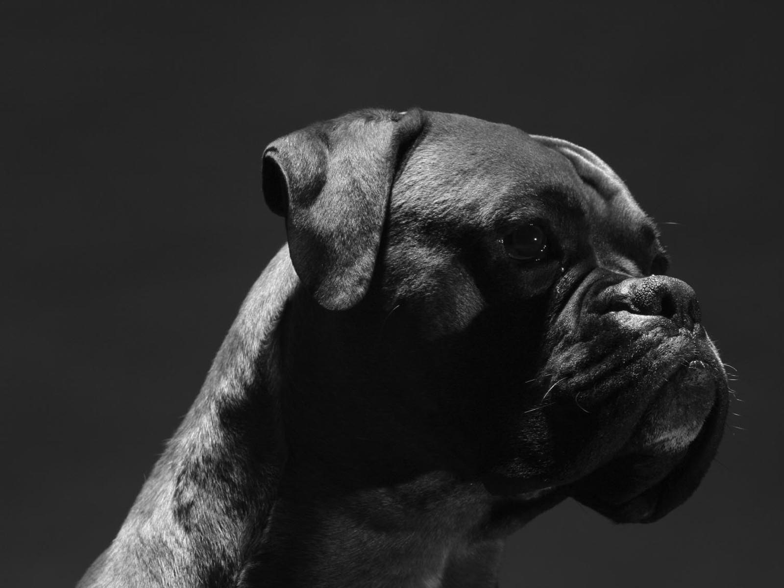 Boxer Dog Wallpapers Wallpaper Cave