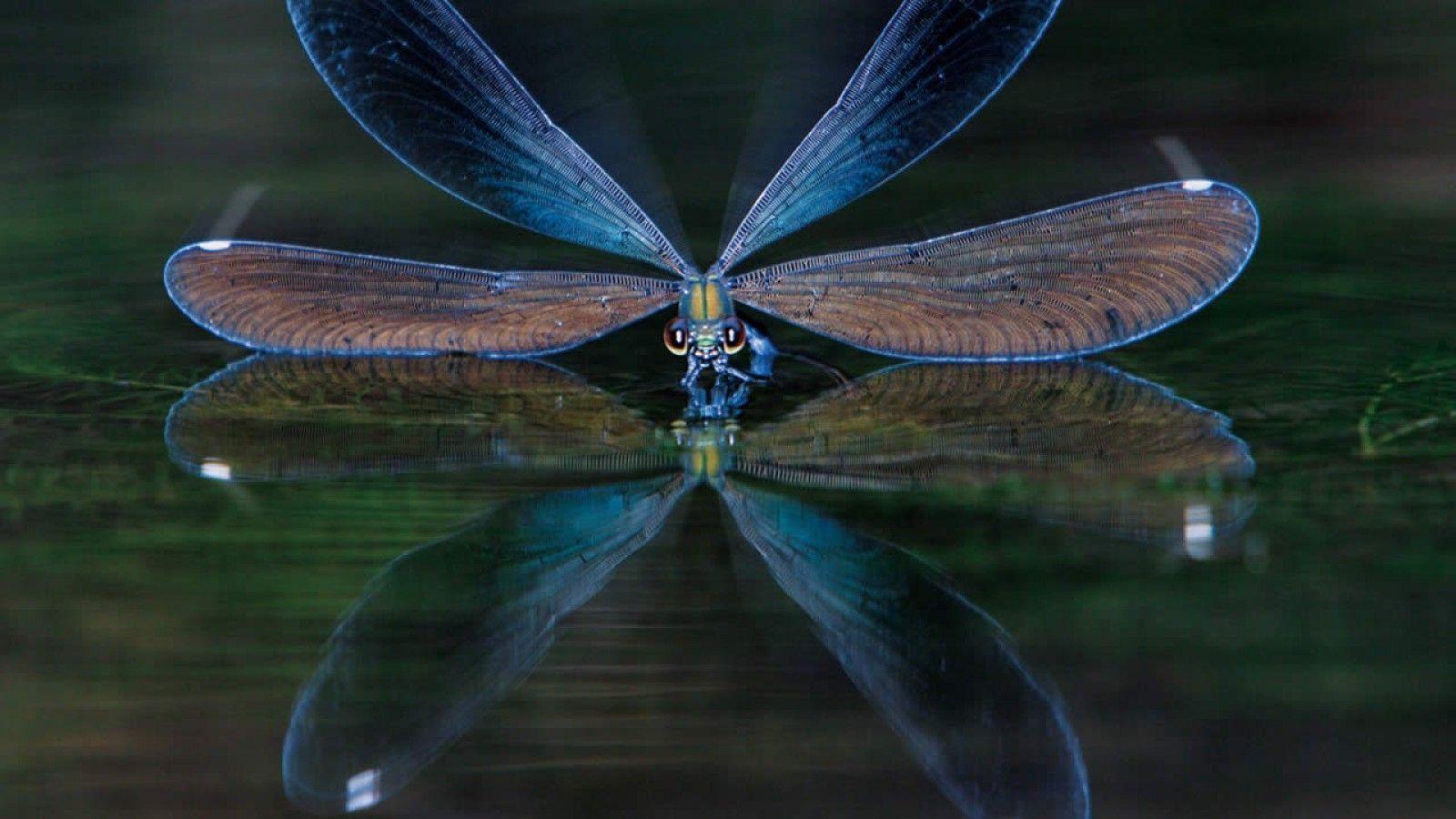 Dragonfly Backgrounds Wallpaper Cave