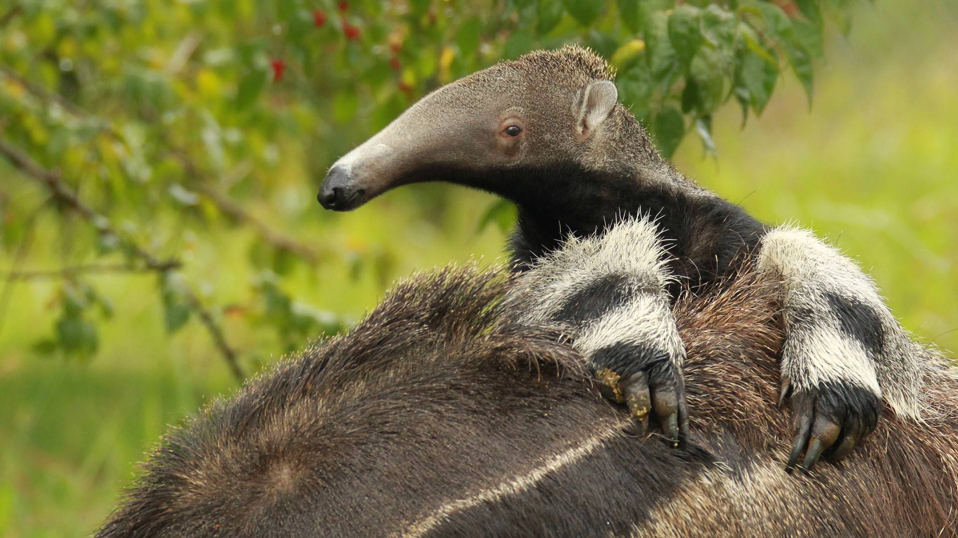 Anteater Wallpapers Wallpaper Cave