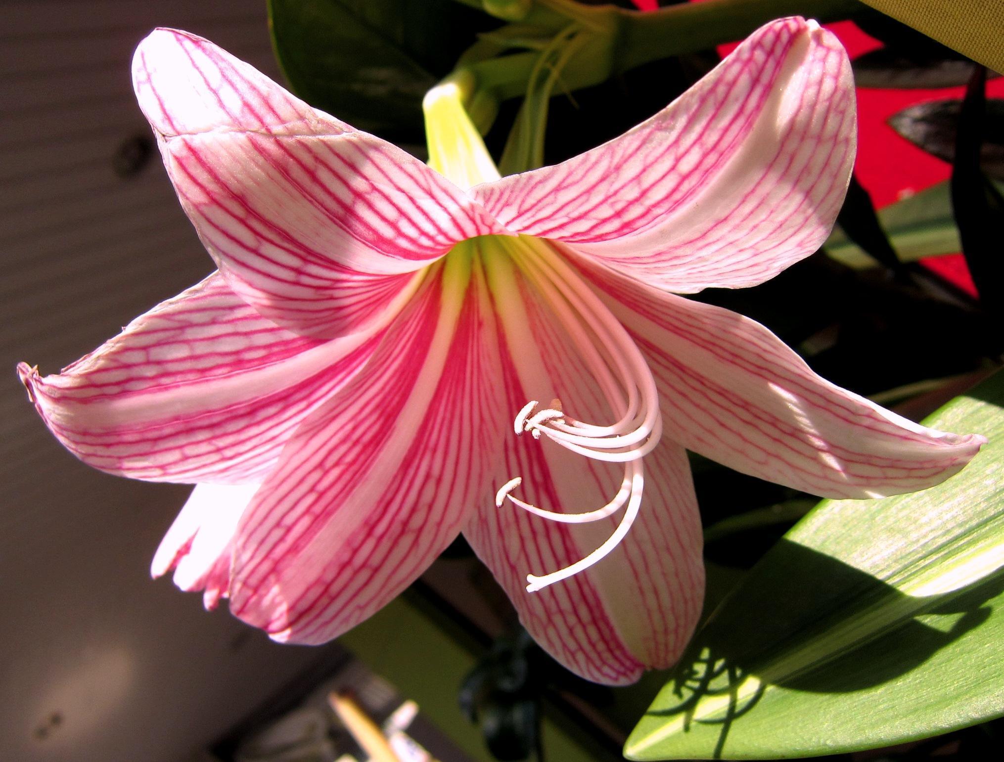Belladonna Wallpapers Wallpaper Cave
