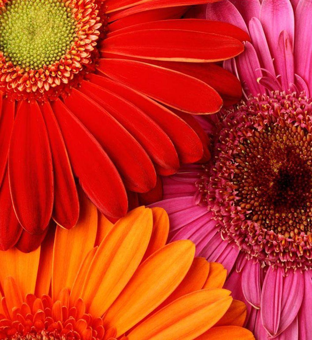 Gerbera Daisies Wallpapers Wallpaper Cave