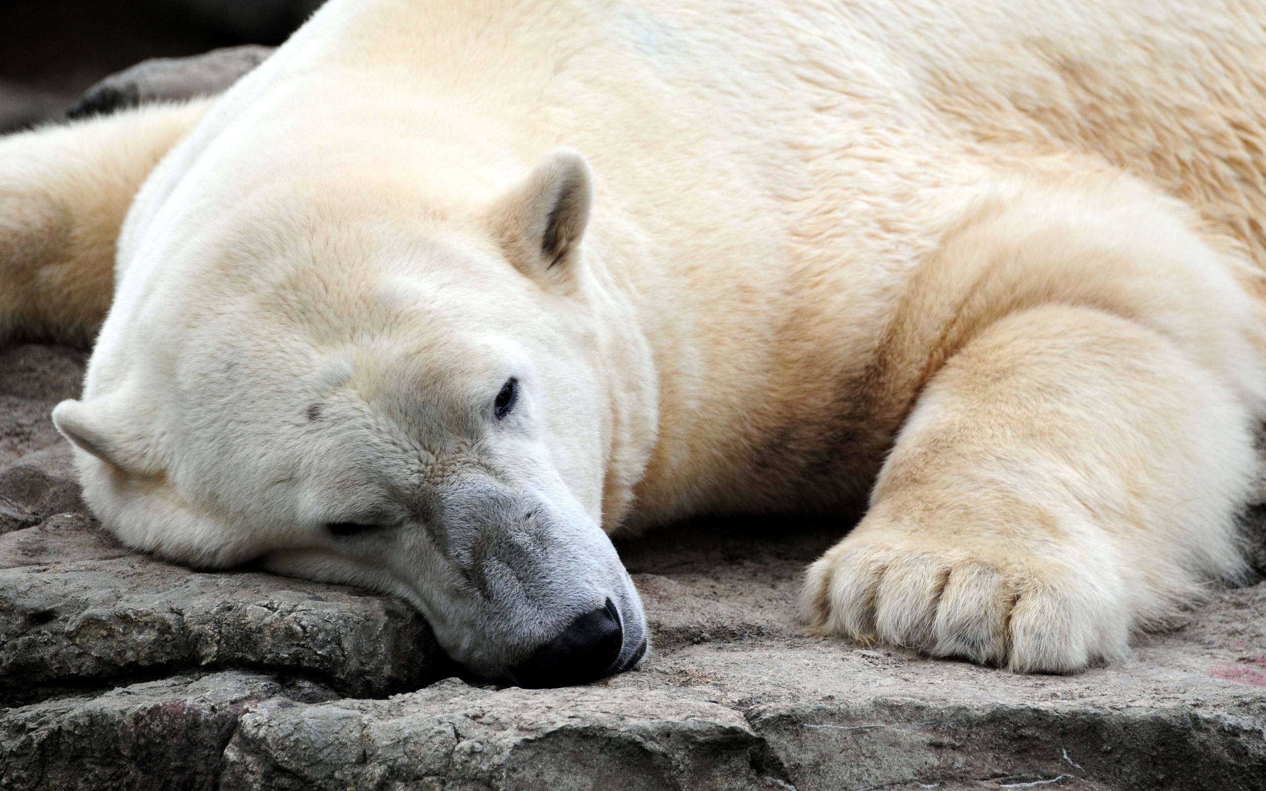 Polar Bear Wallpapers Wallpaper Cave