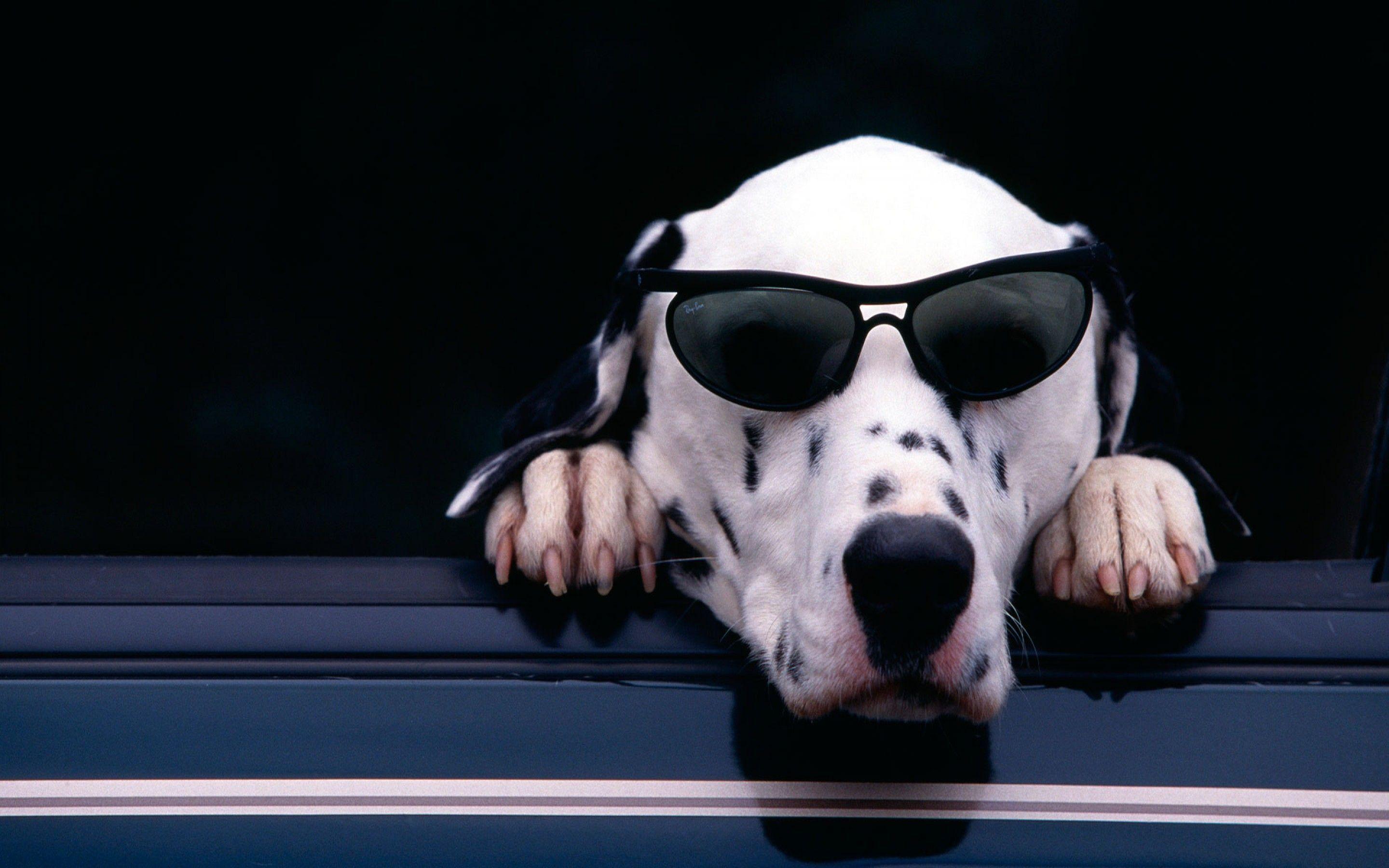 Dalmatian Wallpapers Wallpaper Cave