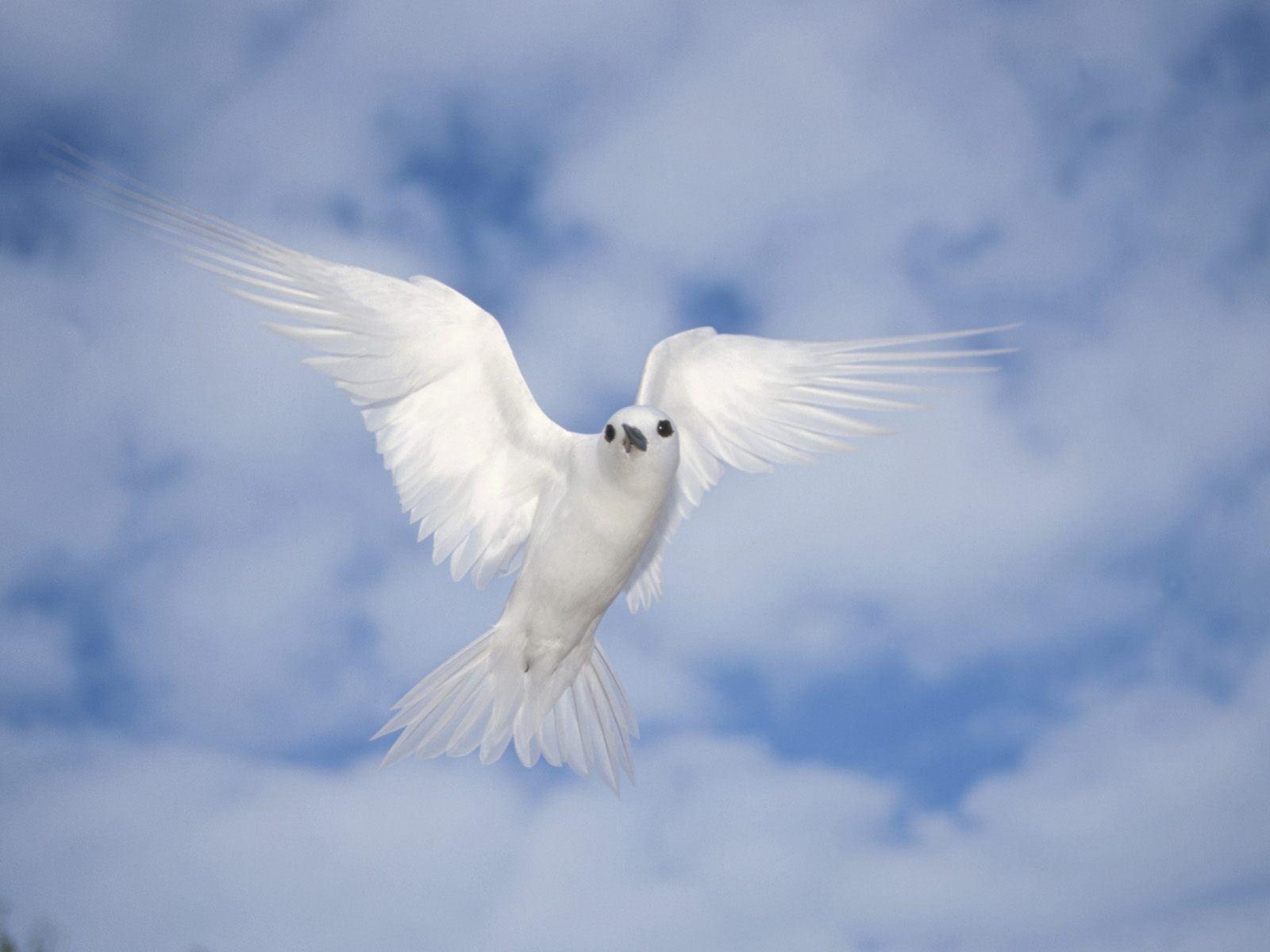 White Dove Wallpapers Wallpaper Cave