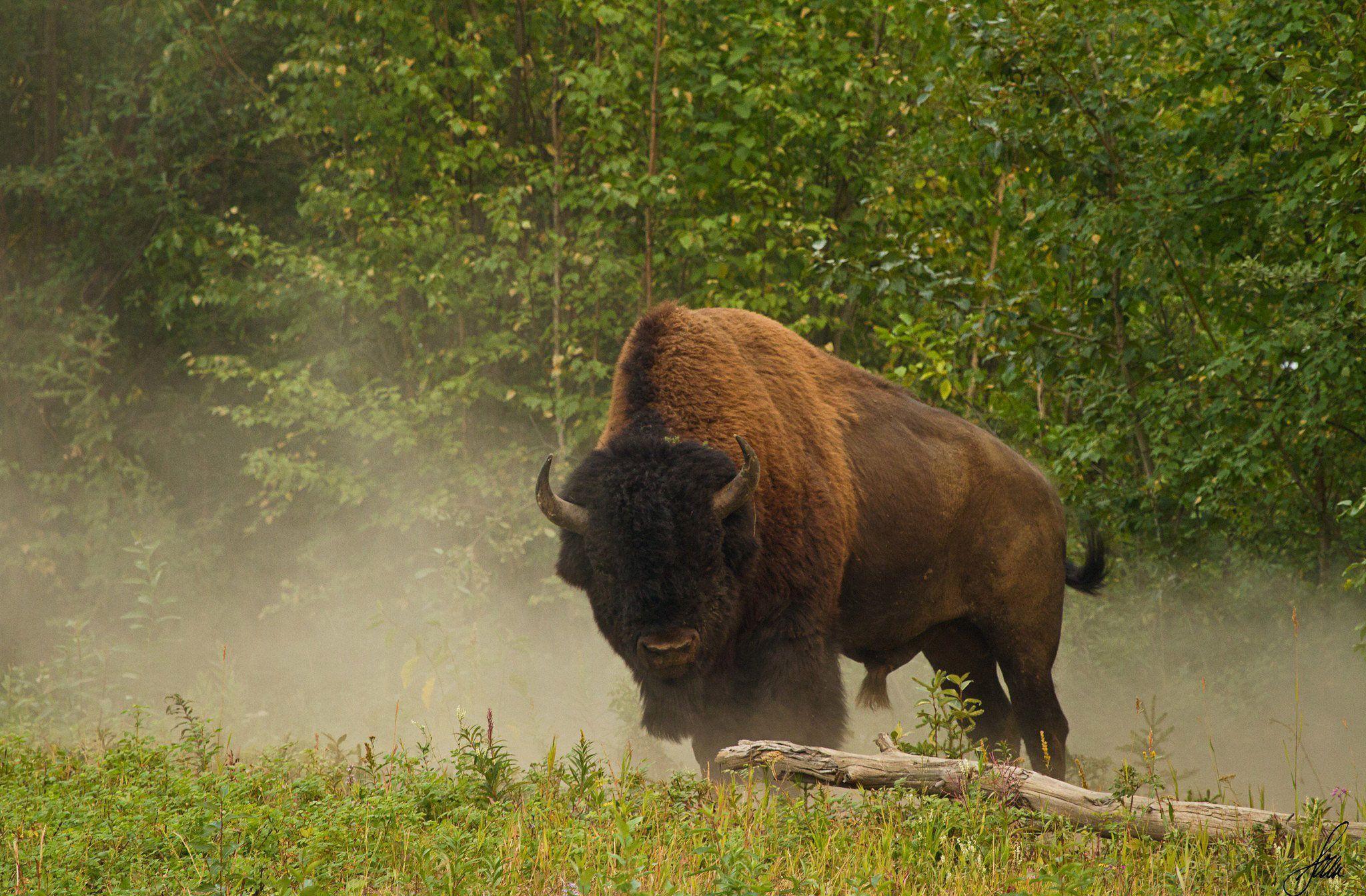Bison Wallpapers Wallpaper Cave