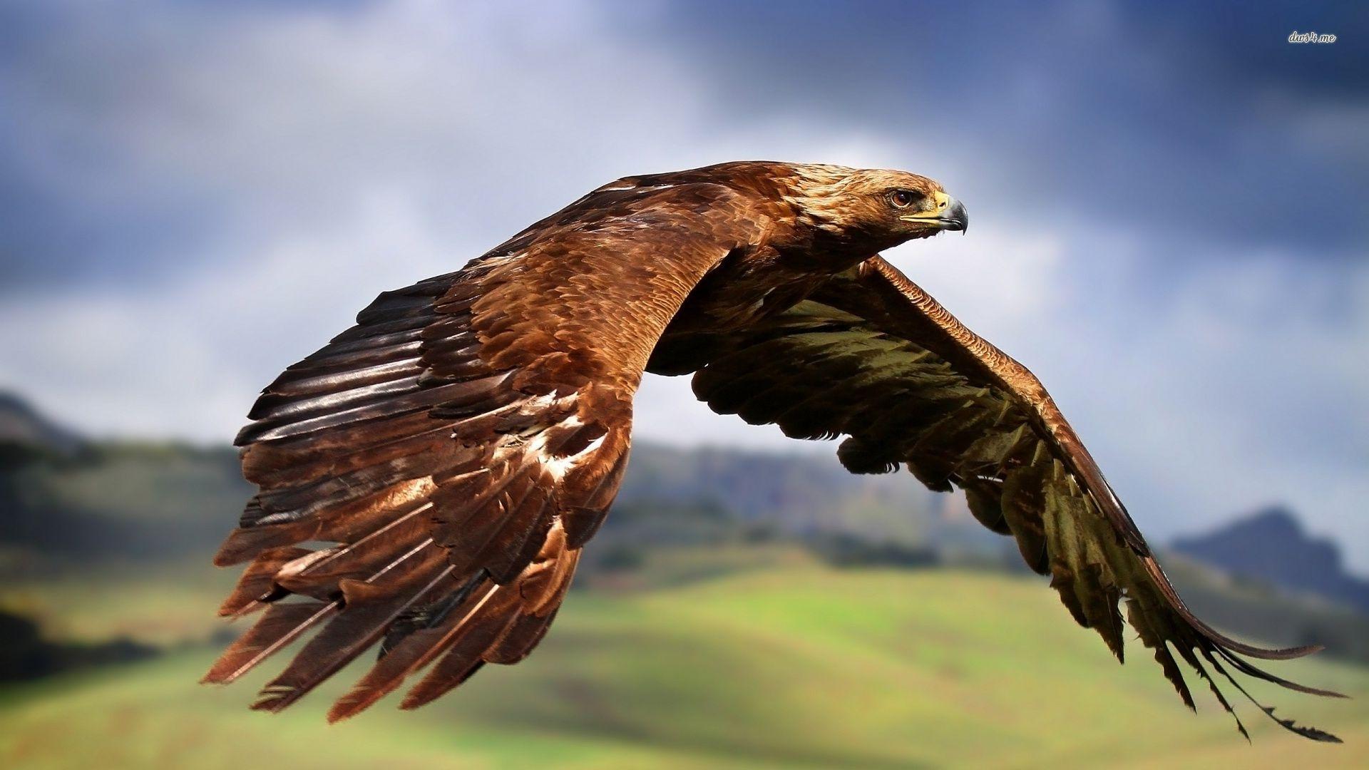 Golden Eagle Wallpapers Wallpaper Cave