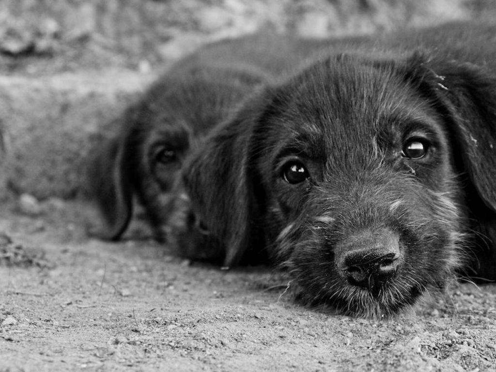 Irish Wolfhound Wallpapers Wallpaper Cave