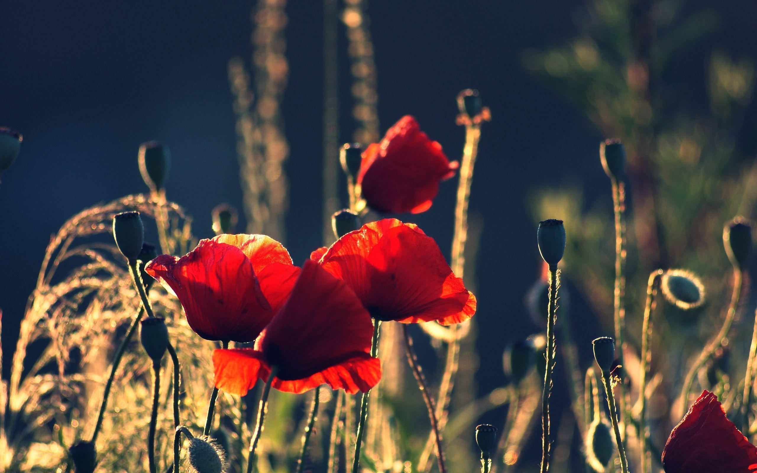 Red Poppy Wallpapers Wallpaper Cave