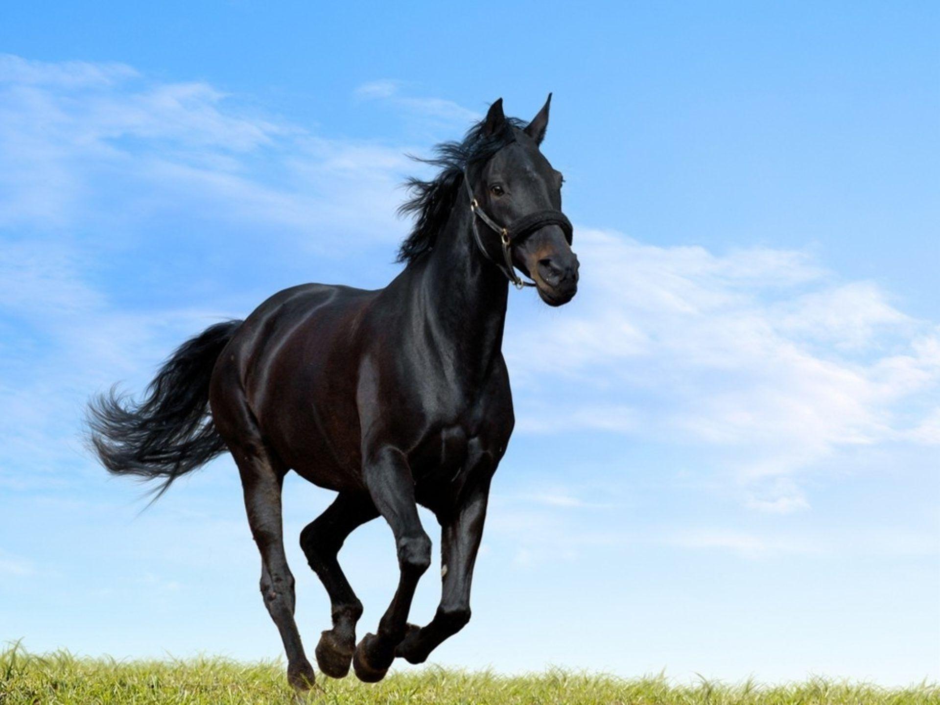 Arabian Horse Wallpapers Wallpaper Cave