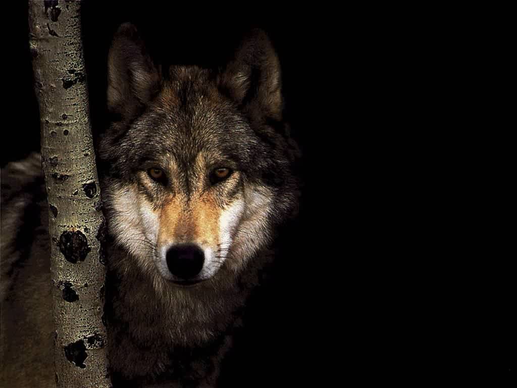 Baby Wolf Wallpapers Wallpaper Cave