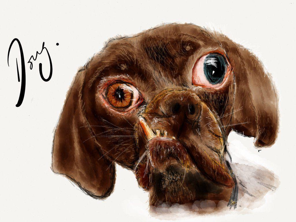 Ugly Dog Wallpapers Wallpaper Cave