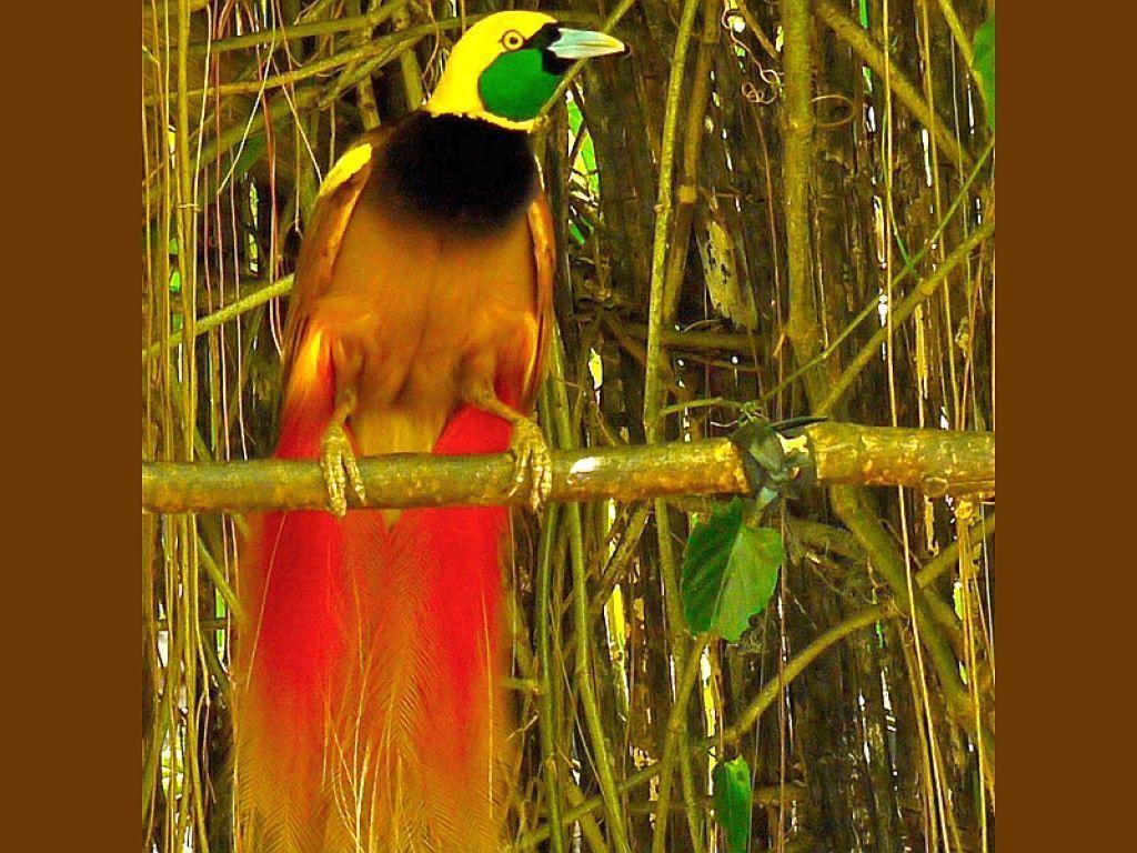 Bird Of Paradise Wallpapers Wallpaper Cave