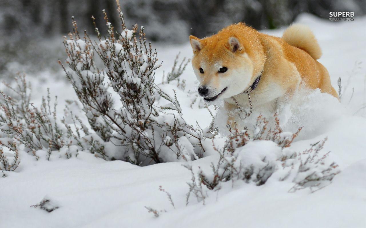 Shiba Inu Wallpapers Wallpaper Cave