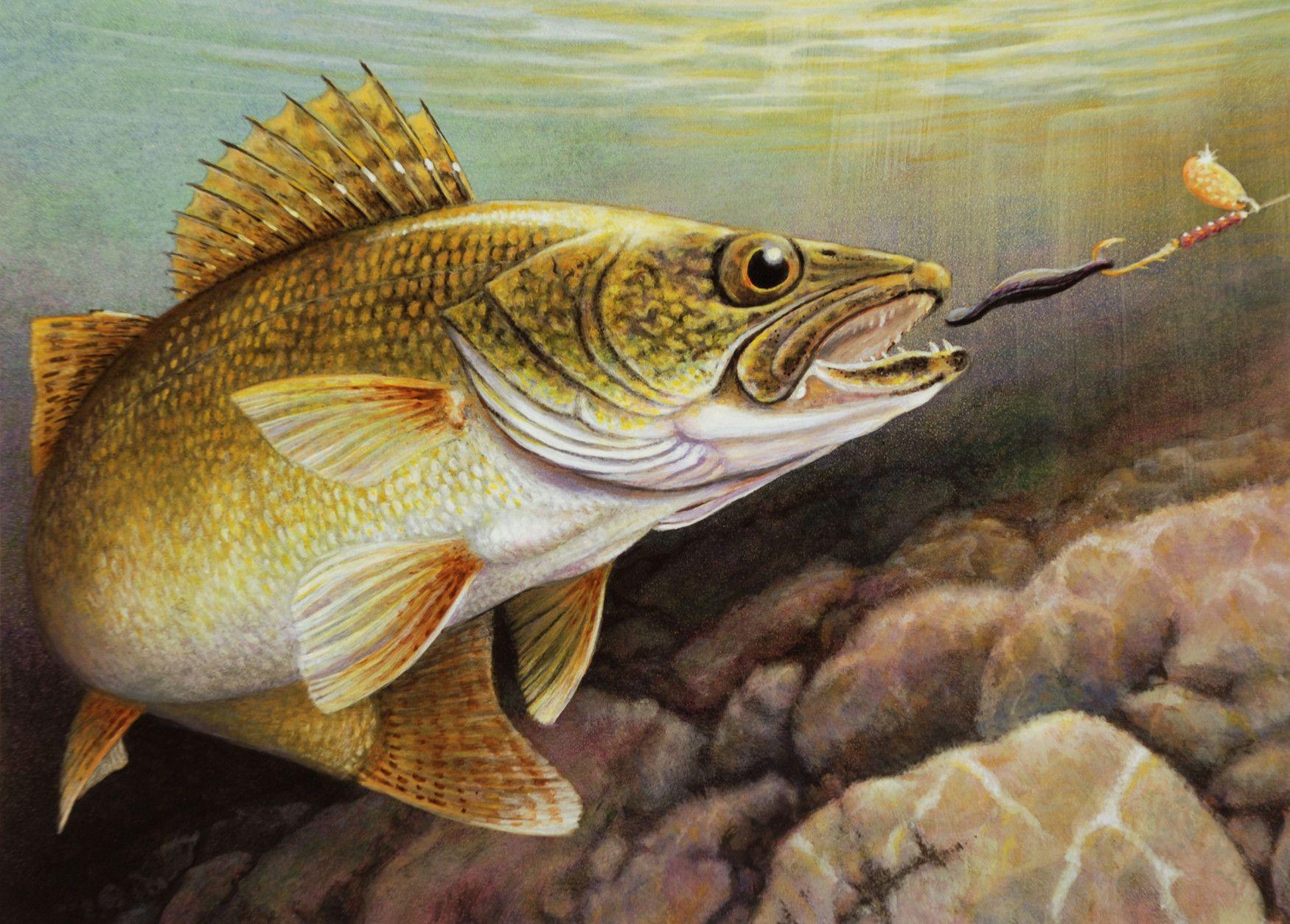 Walleye Wallpapers Wallpaper Cave