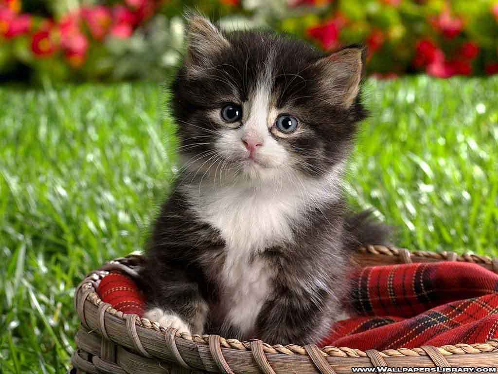 Baby Kitten Wallpapers Wallpaper Cave