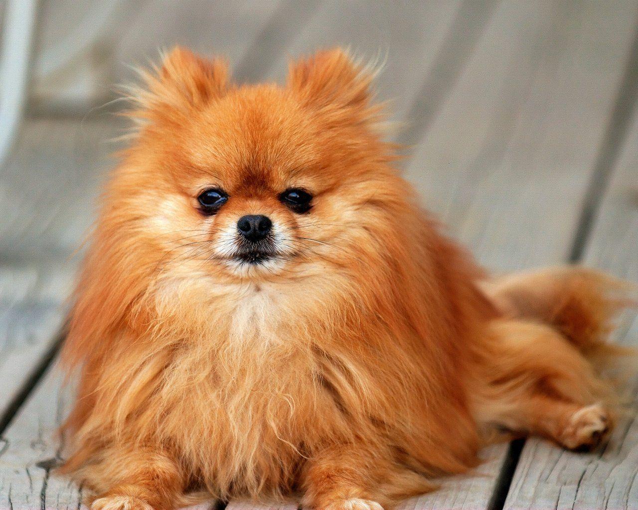 Pomeranian Wallpapers Wallpaper Cave