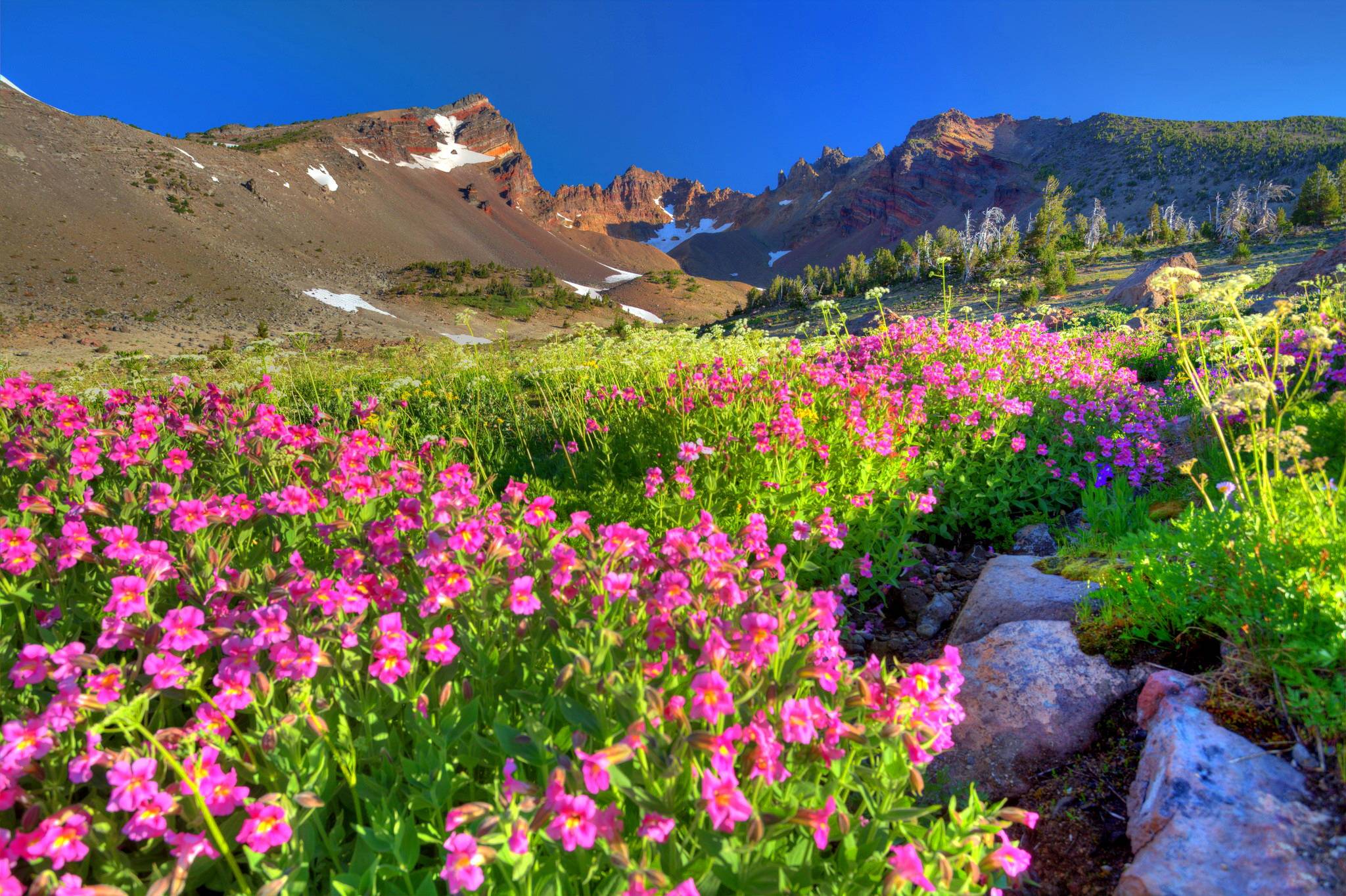 Field Of Flowers Wallpapers Wallpaper Cave
