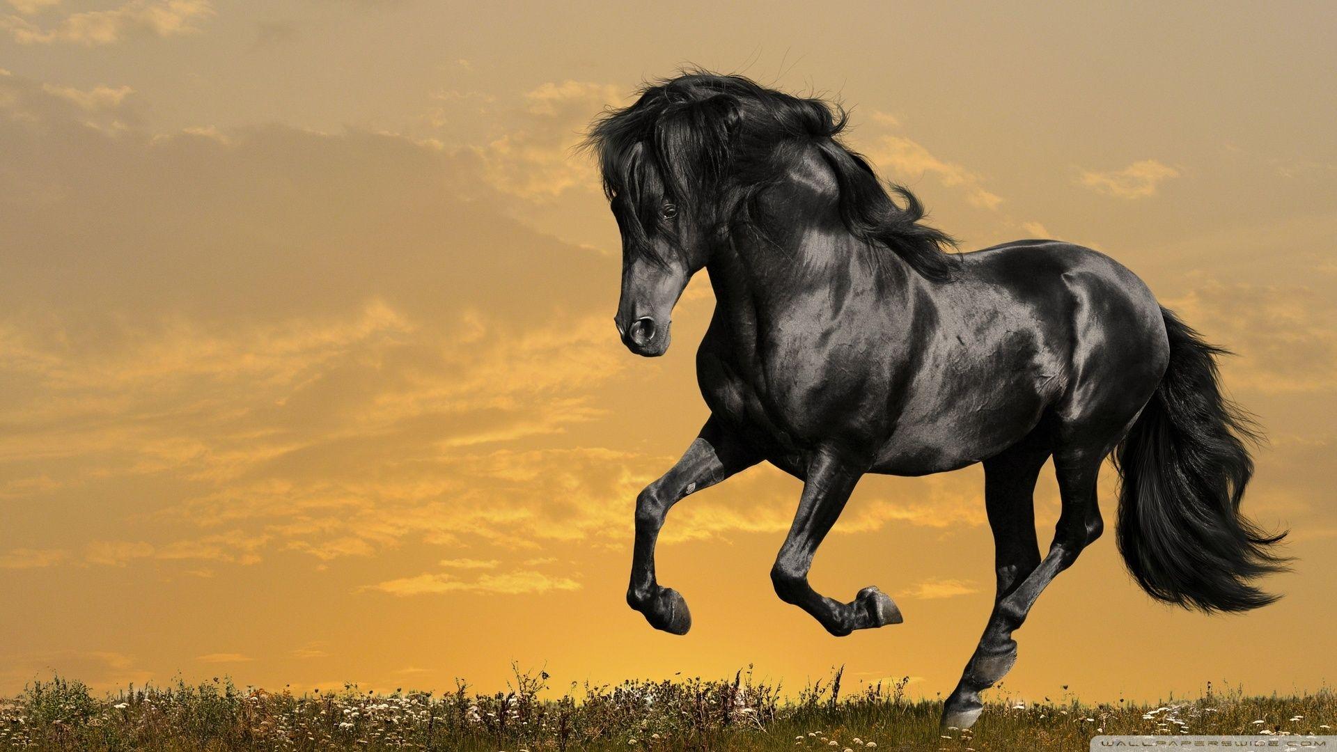 Black Horse Wallpapers Wallpaper Cave