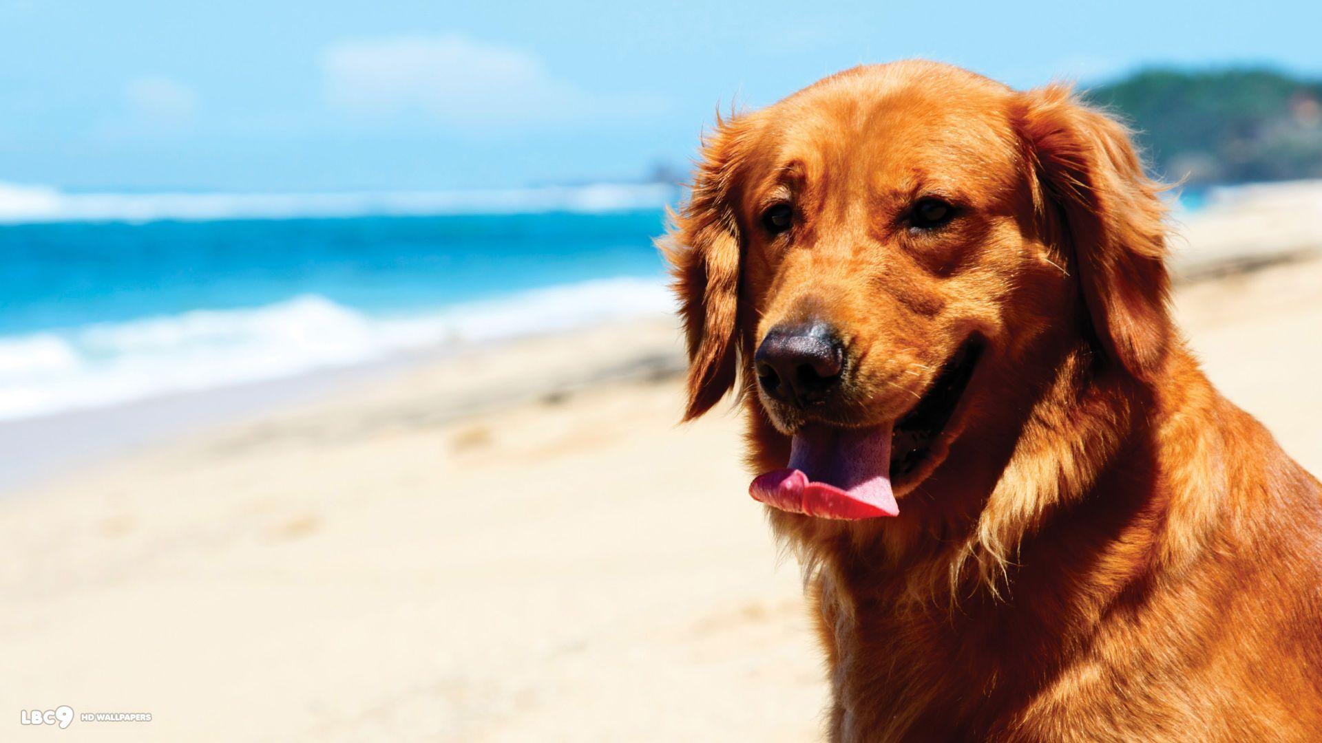 Golden Retriever Wallpapers Wallpaper Cave