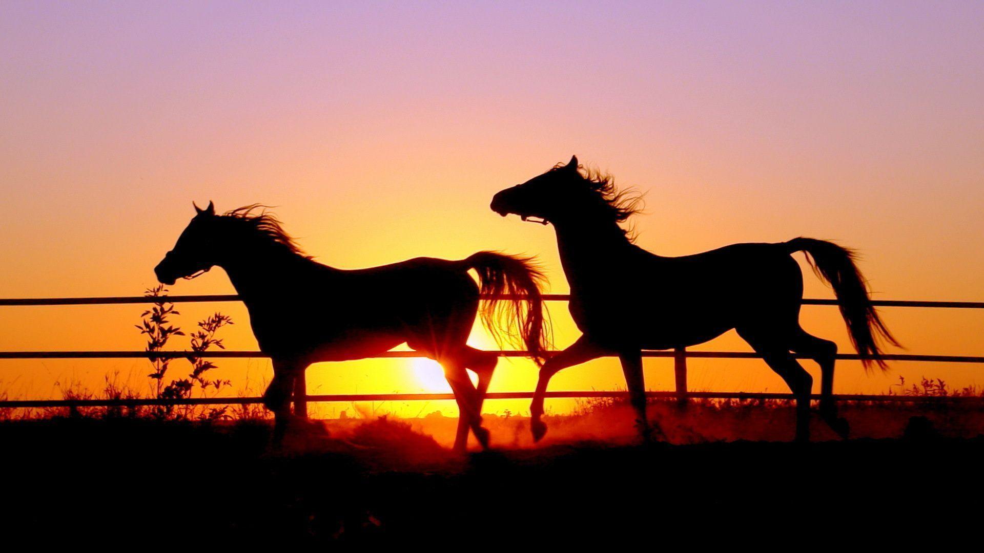 Beautiful Horses Wallpapers Wallpaper Cave
