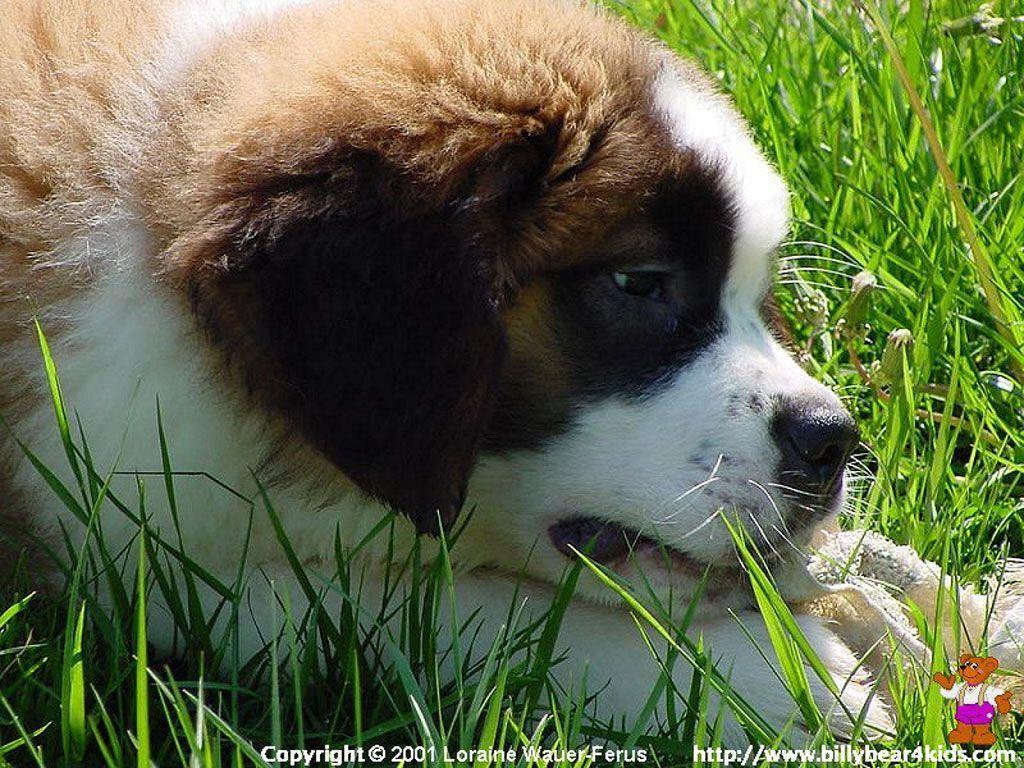 St Bernard Wallpapers Wallpaper Cave