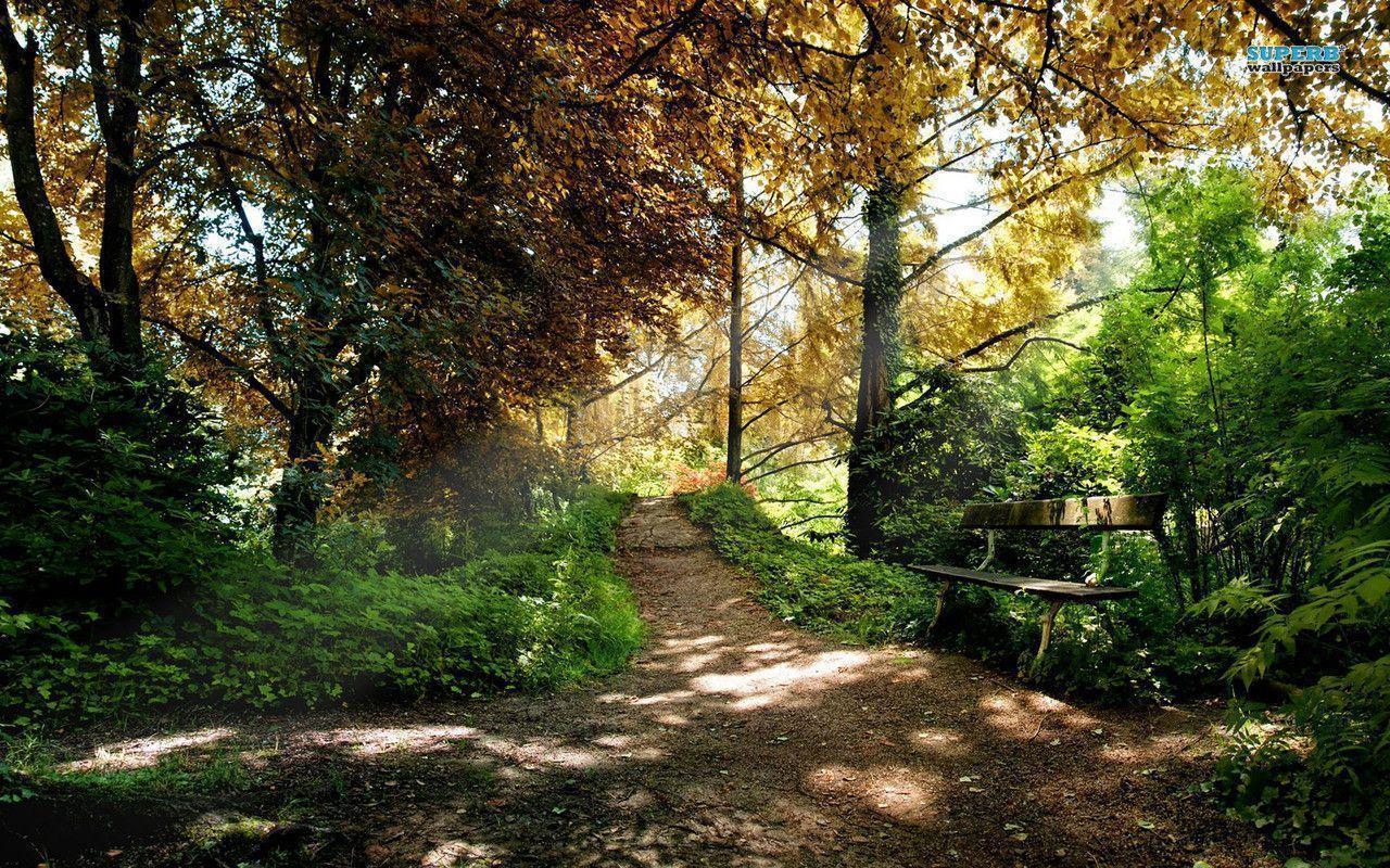 Woods Wallpapers Wallpaper Cave