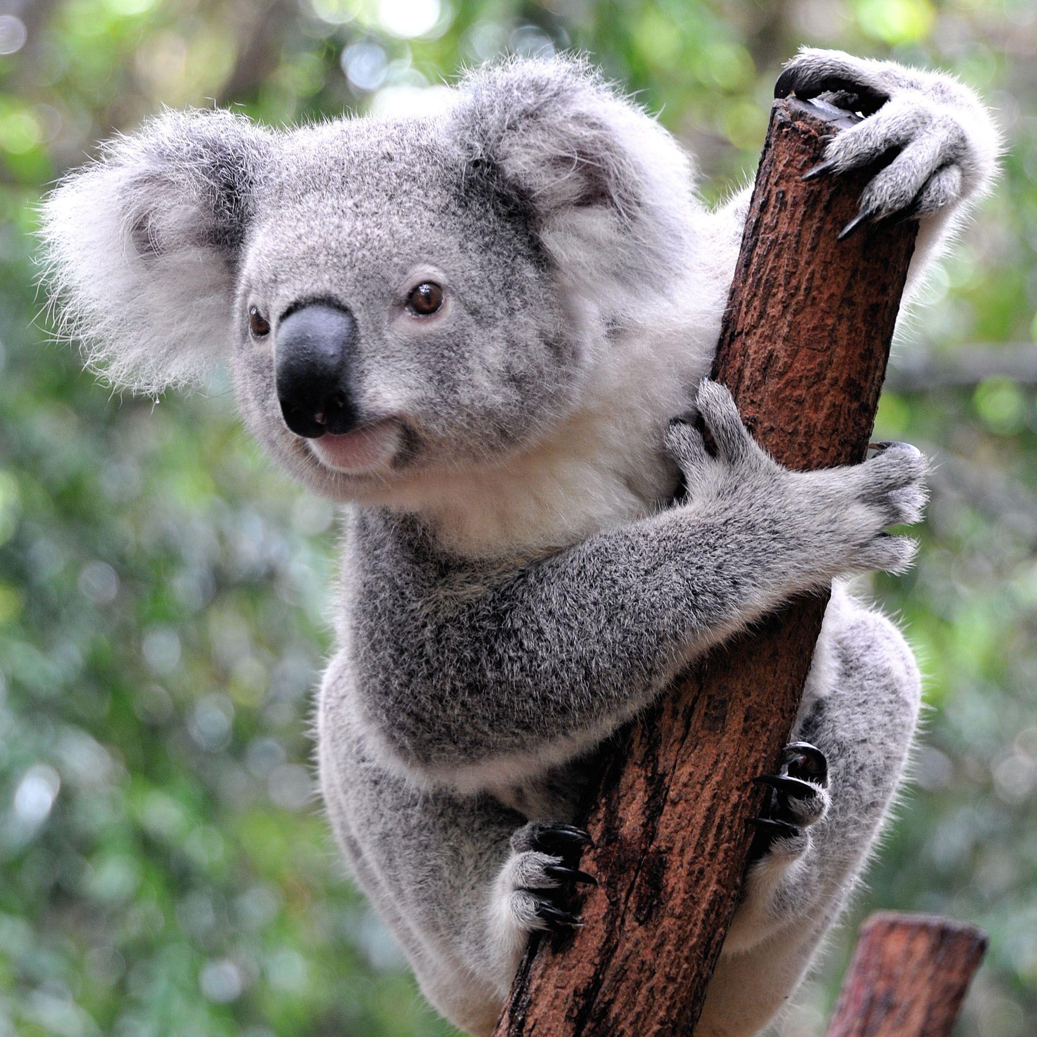 Koala Wallpapers Wallpaper Cave