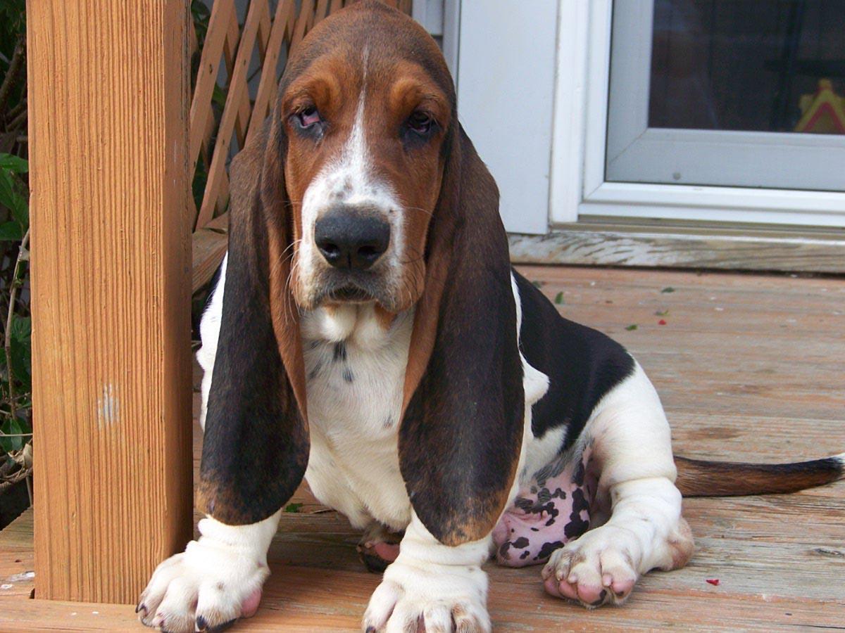 Basset Hound Wallpapers Wallpaper Cave