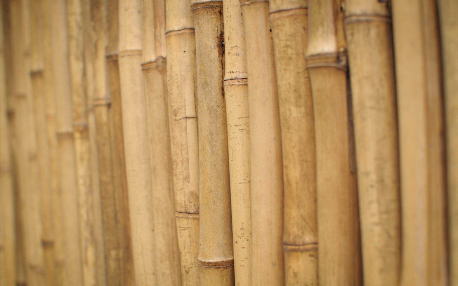 Wallpapers Bamboo Wallpaper Cave