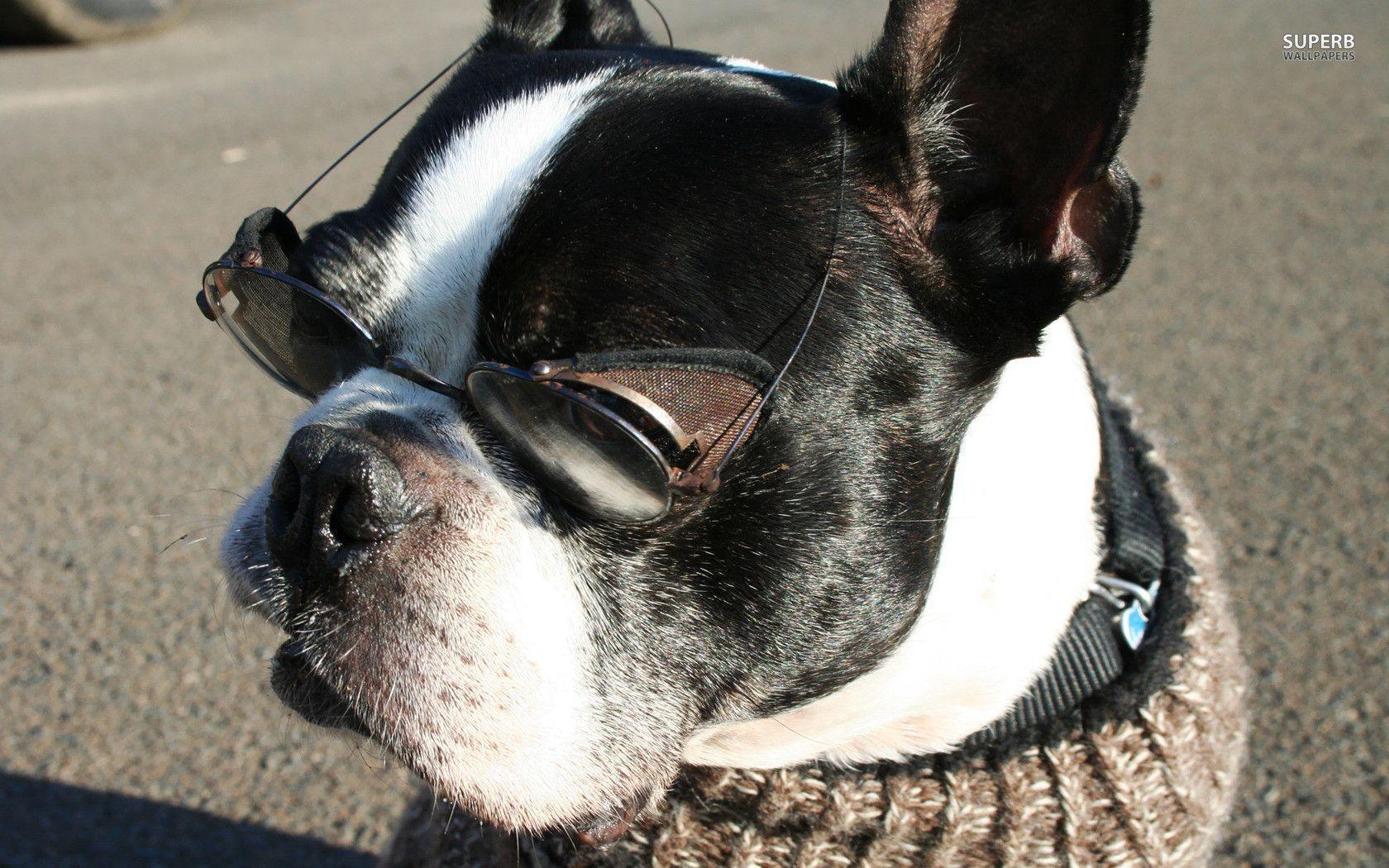 Boston Terrier Wallpapers Wallpaper Cave