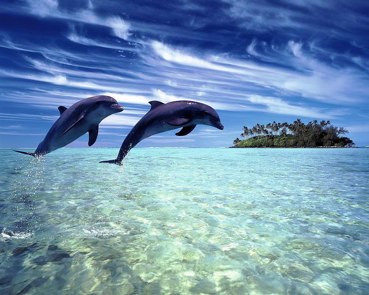 Free Dolphin Wallpapers Wallpaper Cave