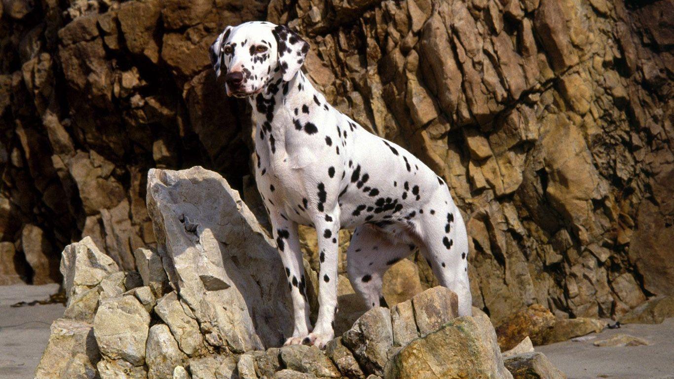 Dalmatian Wallpapers Wallpaper Cave