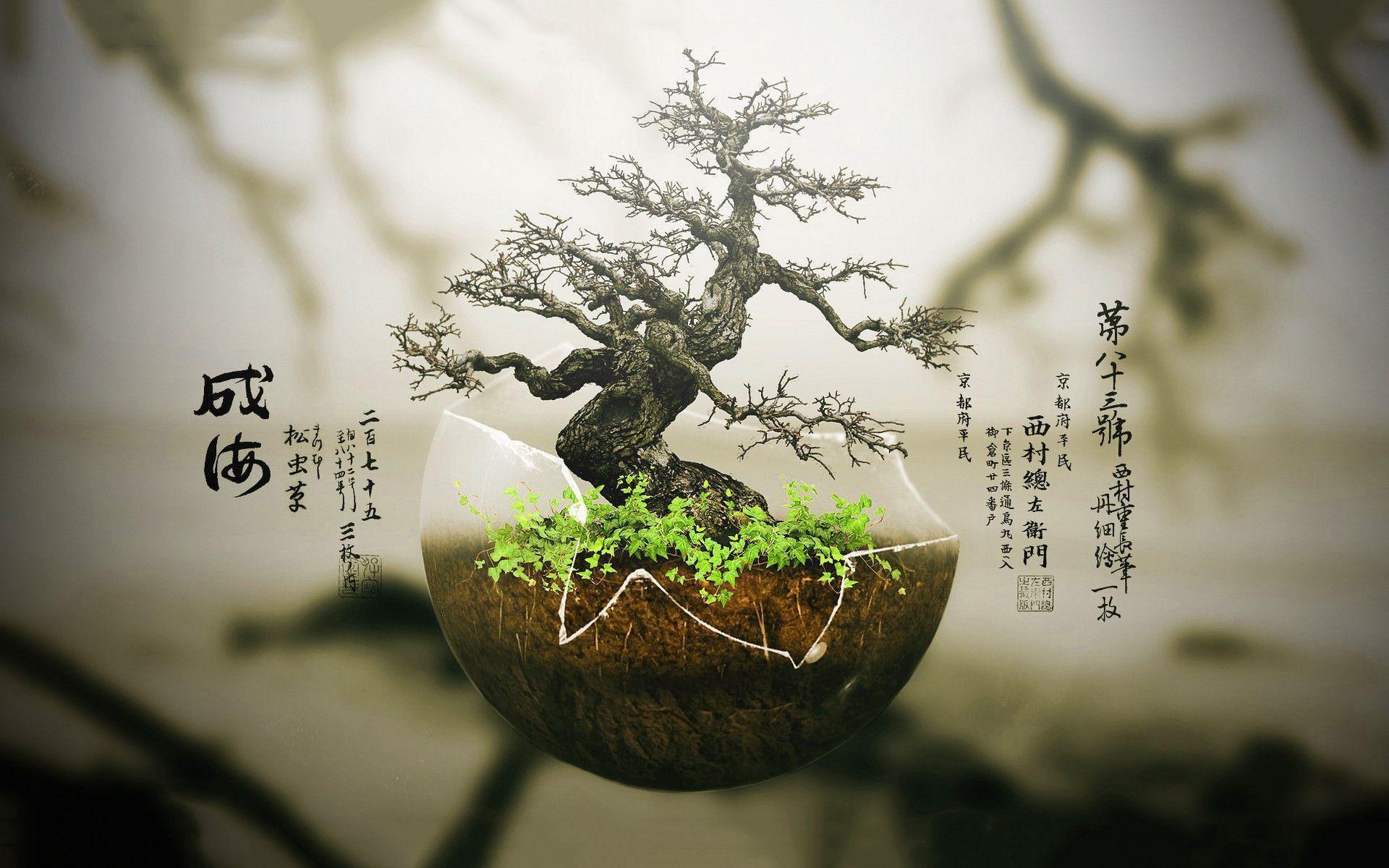 Bonsai Tree Wallpapers Wallpaper Cave