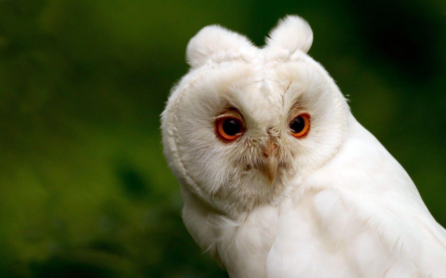 White Owl Wallpapers Wallpaper Cave