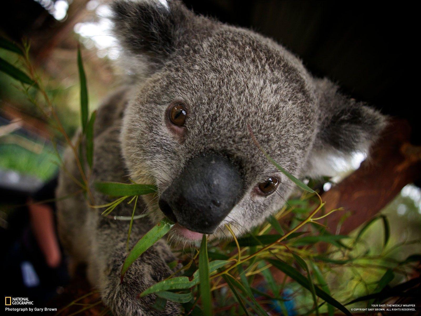 National Geographic Wallpapers HD Wallpaper Cave