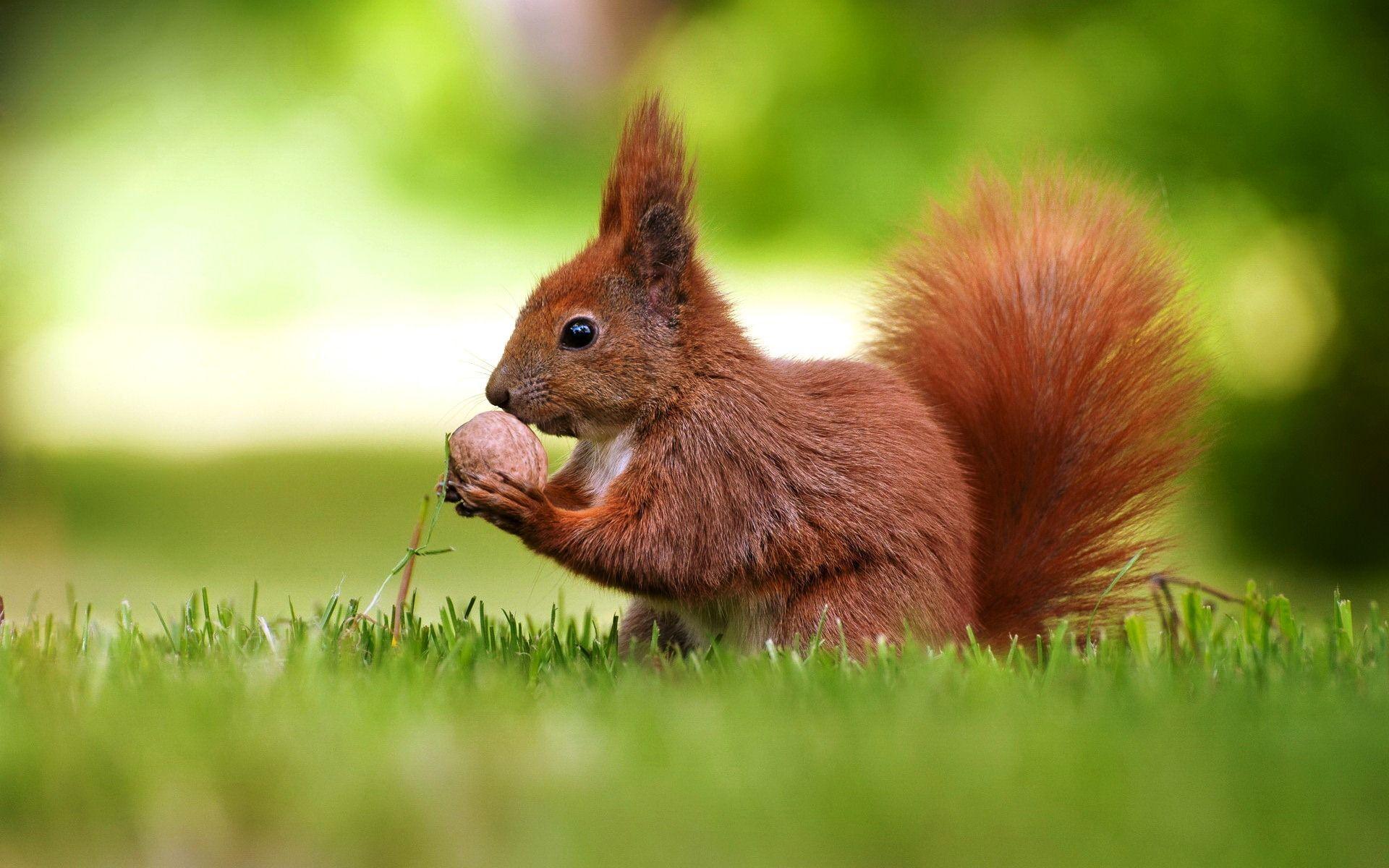 Squirrel Wallpapers Wallpaper Cave