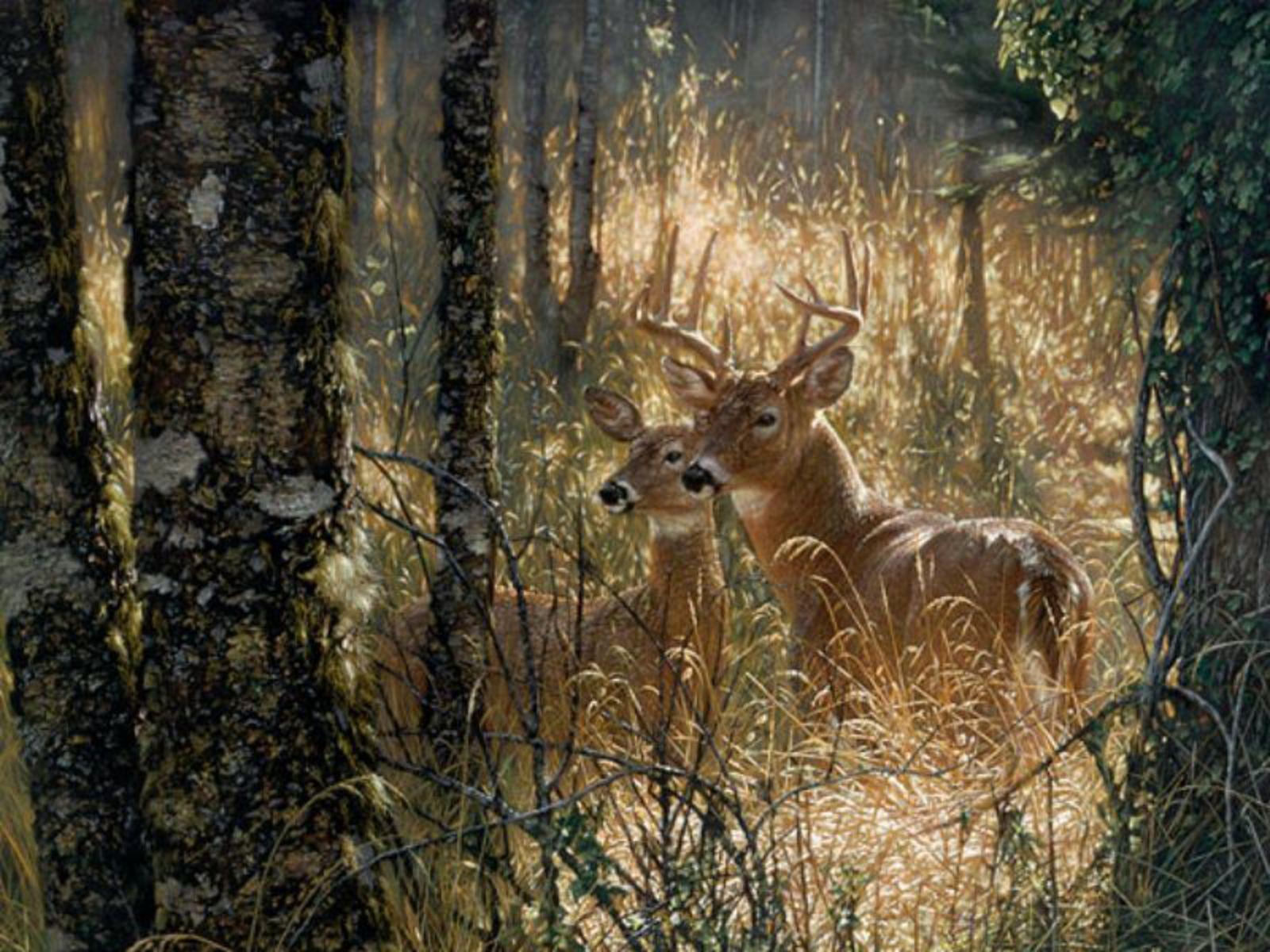 Free Deer Wallpapers Wallpaper Cave