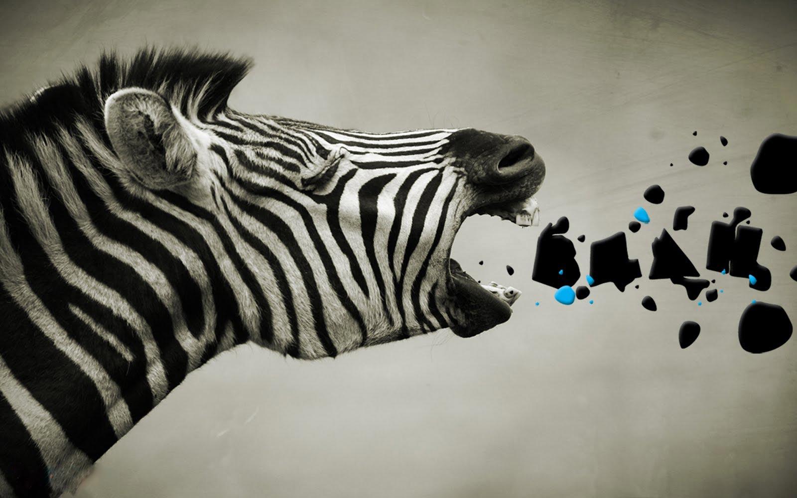 Zebra Backgrounds Wallpaper Cave