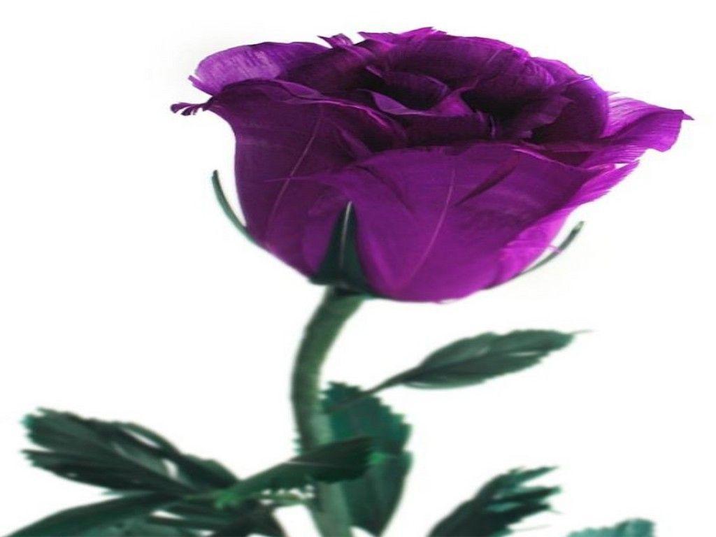 Purple Roses Wallpapers Wallpaper Cave