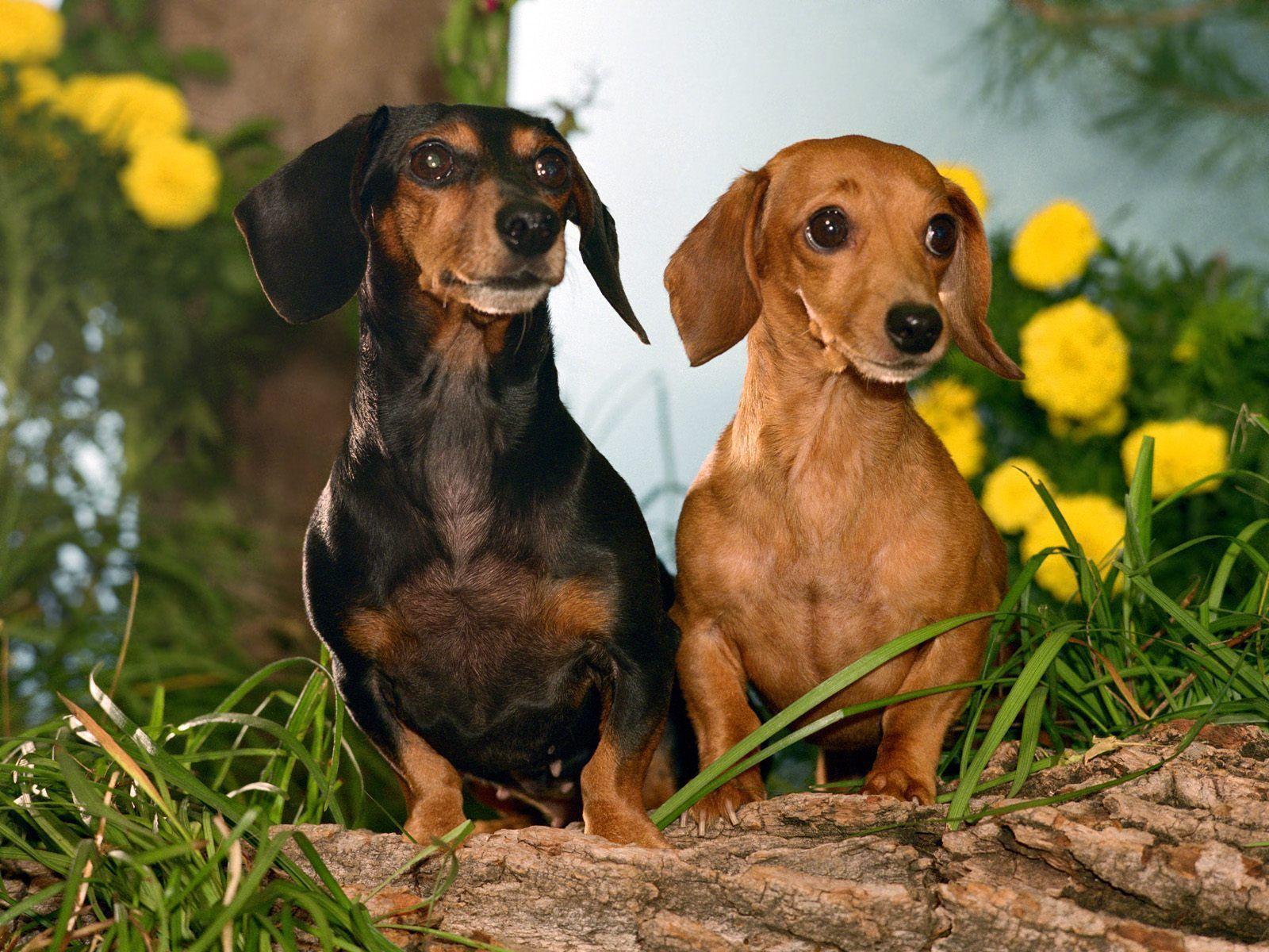 Dachshund Wallpapers Wallpaper Cave