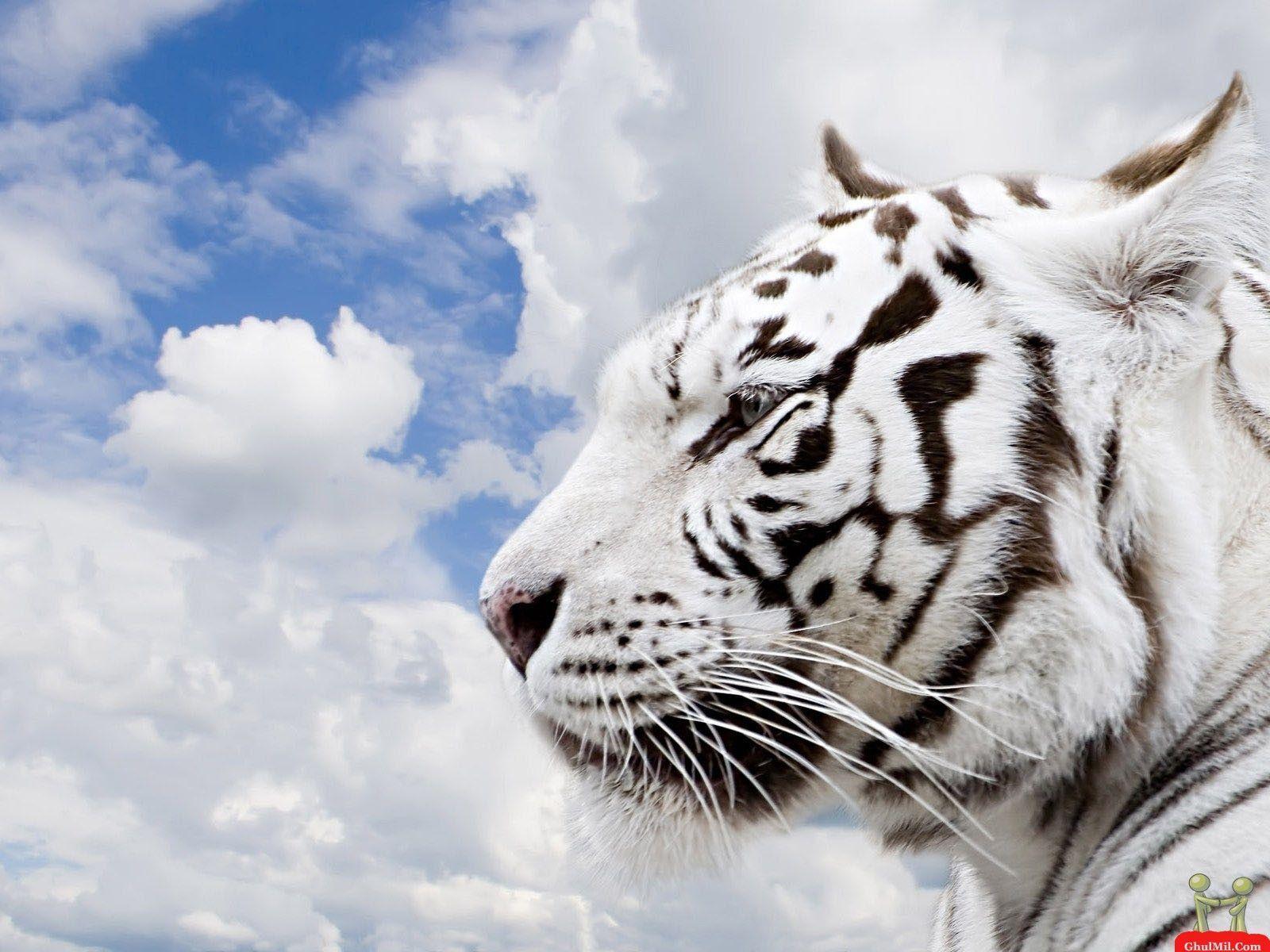 White Siberian Tiger Wallpapers Wallpaper Cave