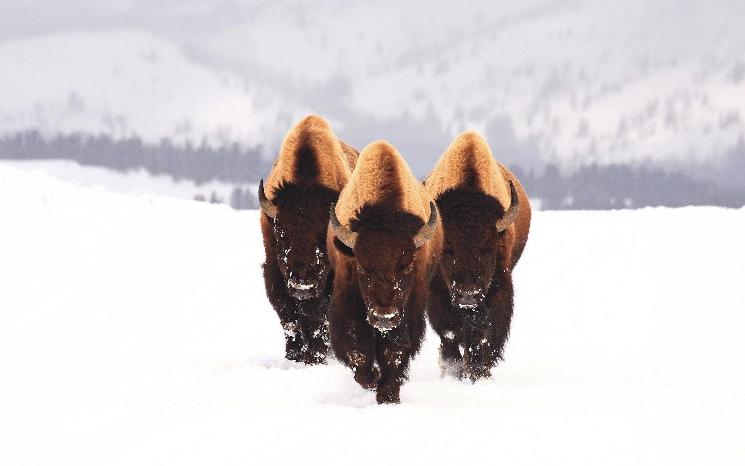 Bison Wallpapers Wallpaper Cave