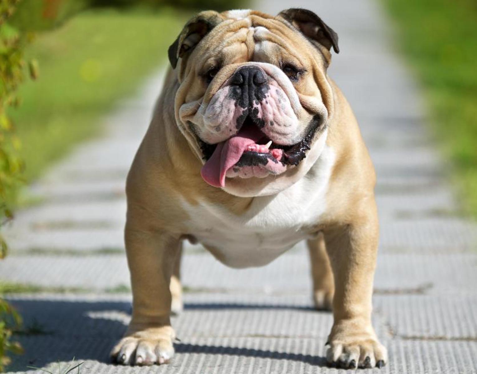 English Bulldog Wallpapers Wallpaper Cave