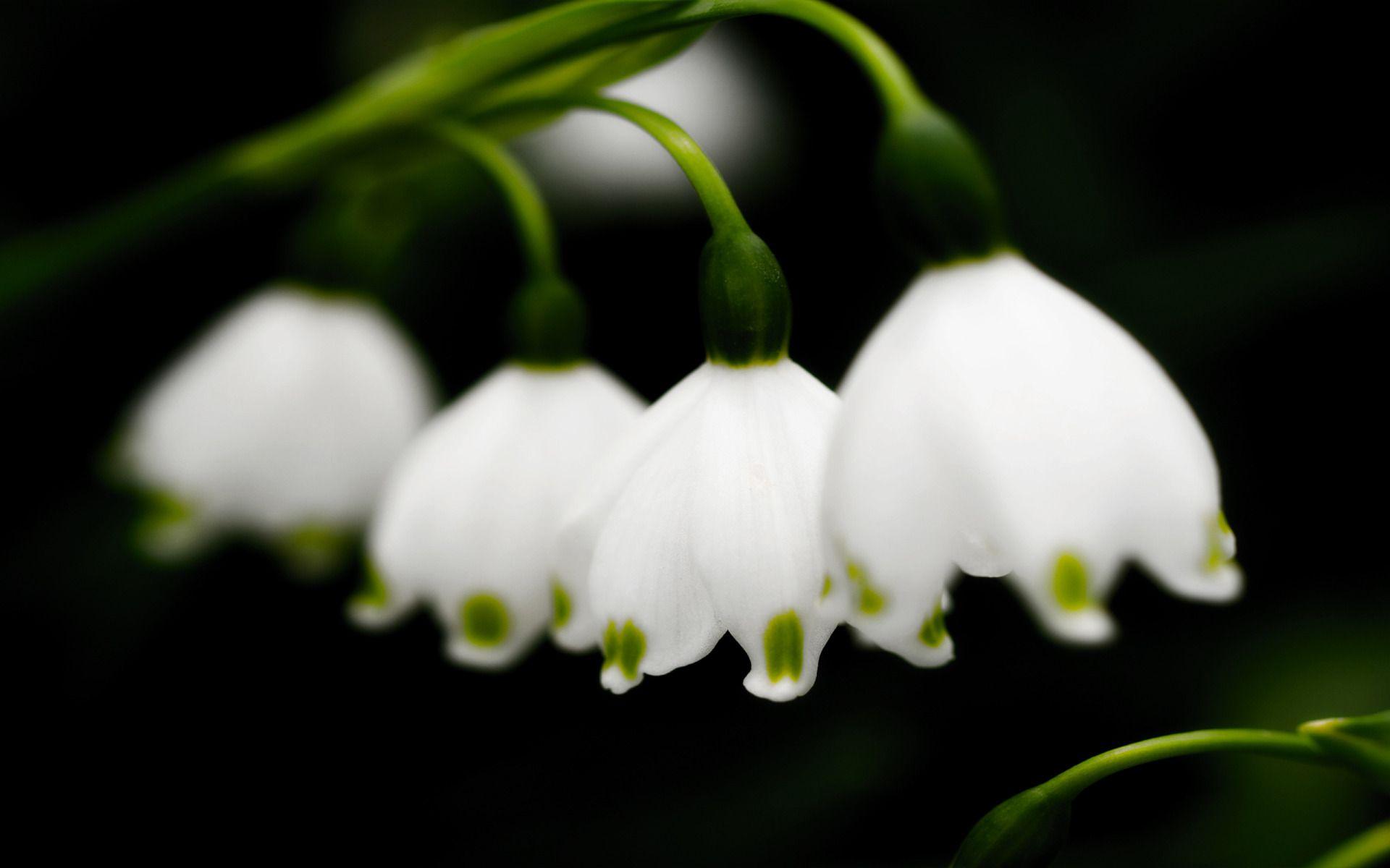 Lily Of The Valley Wallpapers Wallpaper Cave