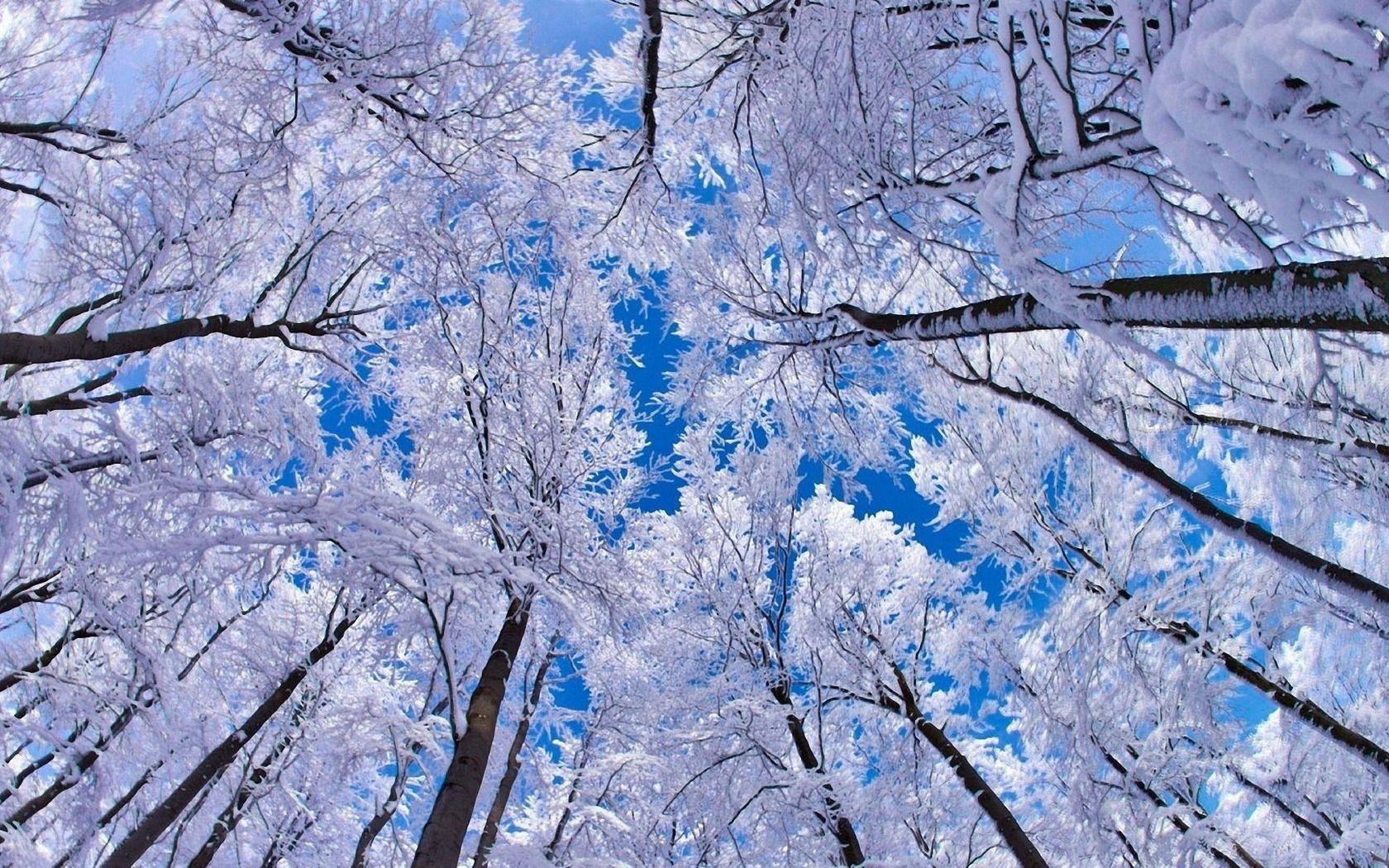 Snowy Trees Wallpapers Wallpaper Cave