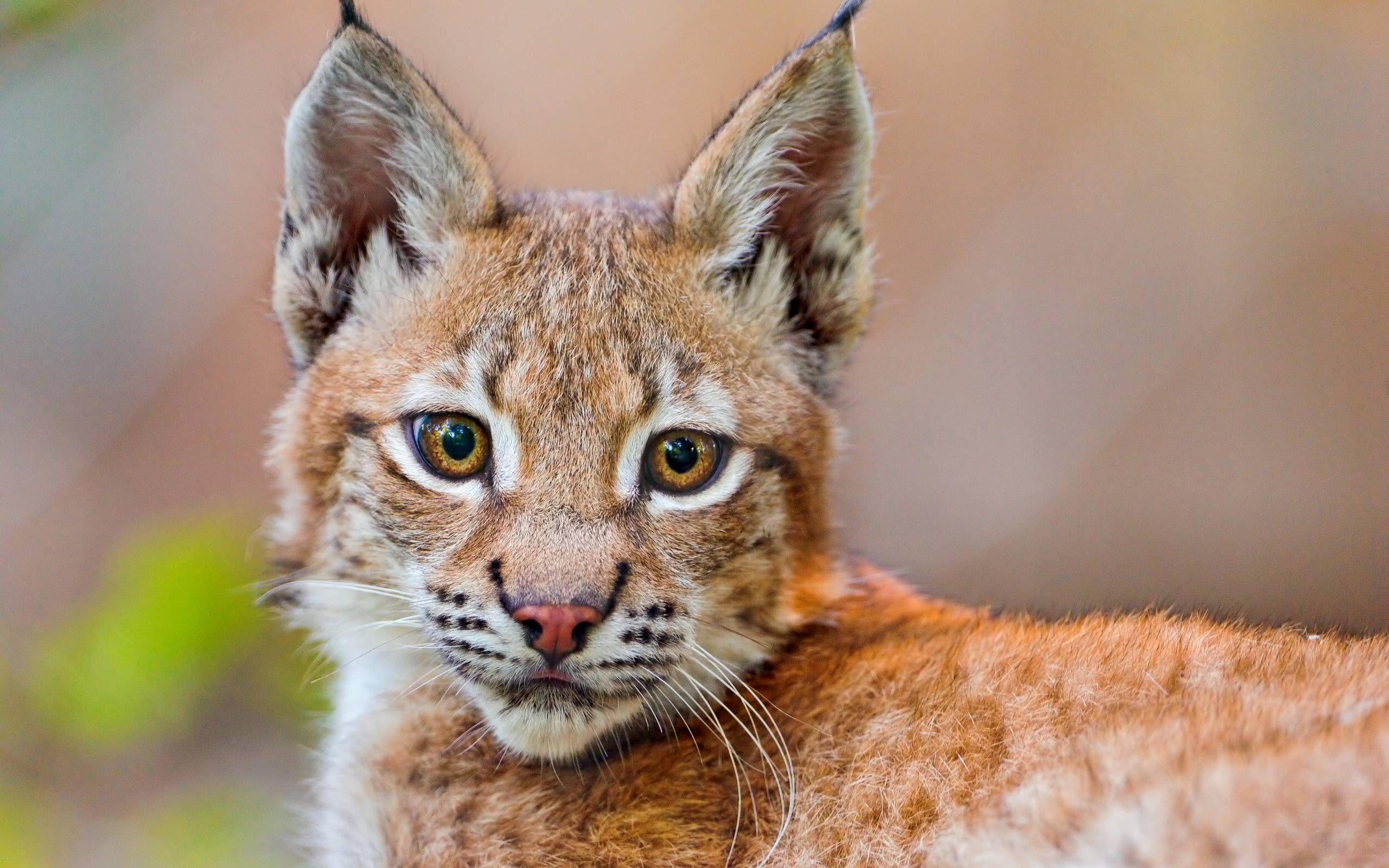 Lynx Wallpapers Wallpaper Cave